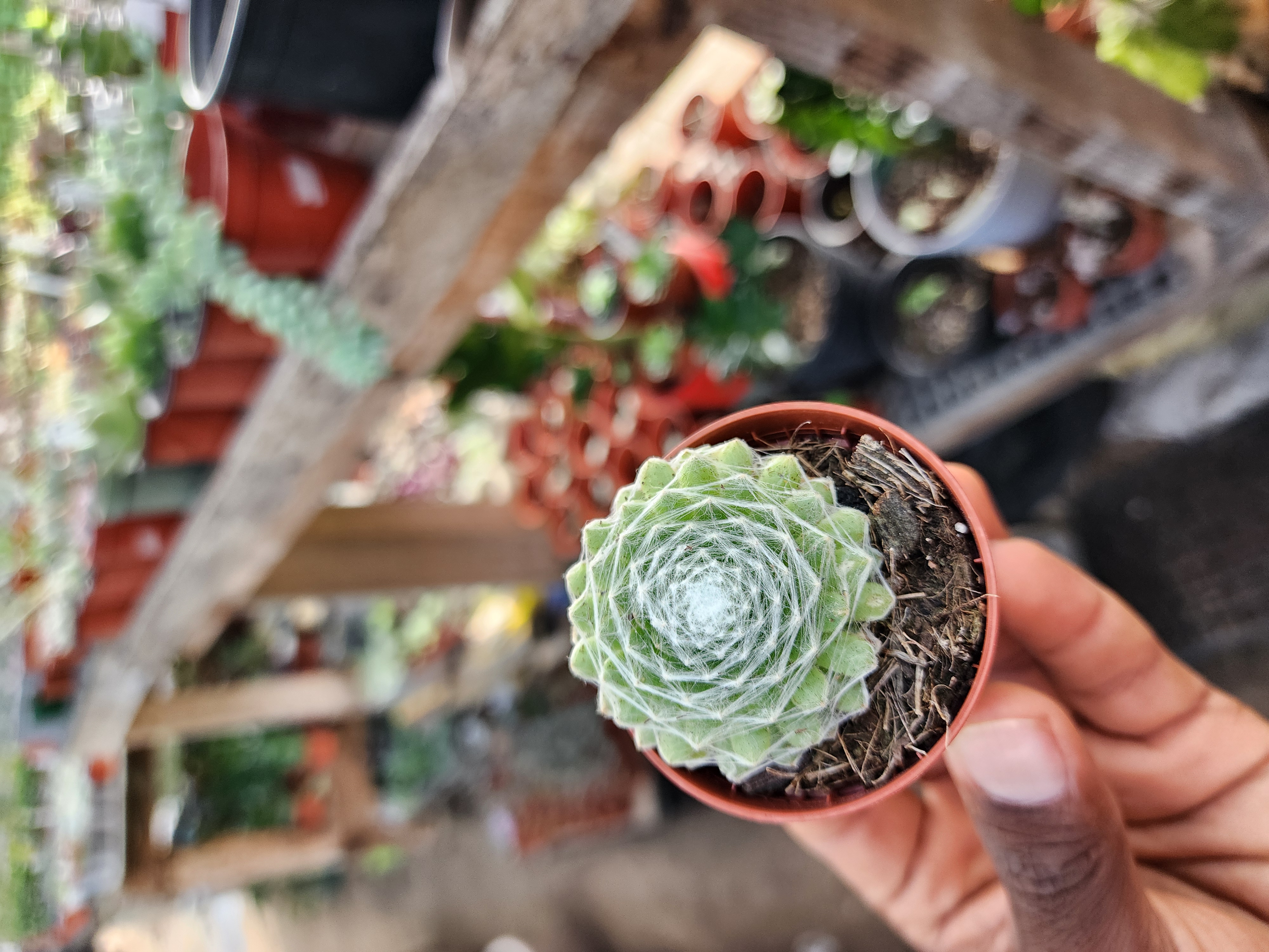 Sempervivum Arachnodeum Spp