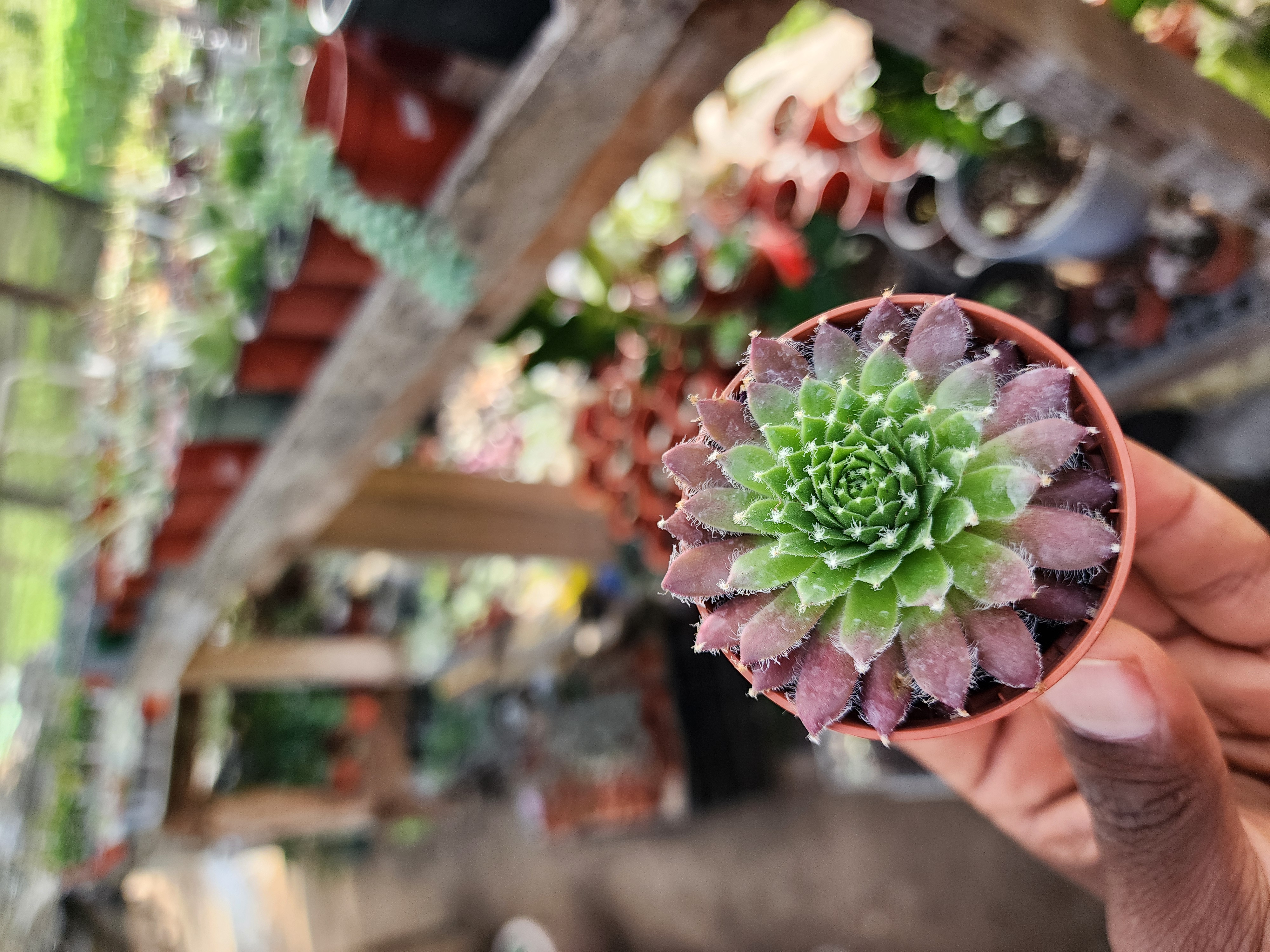 Sempervivum arachnoideum rubrum