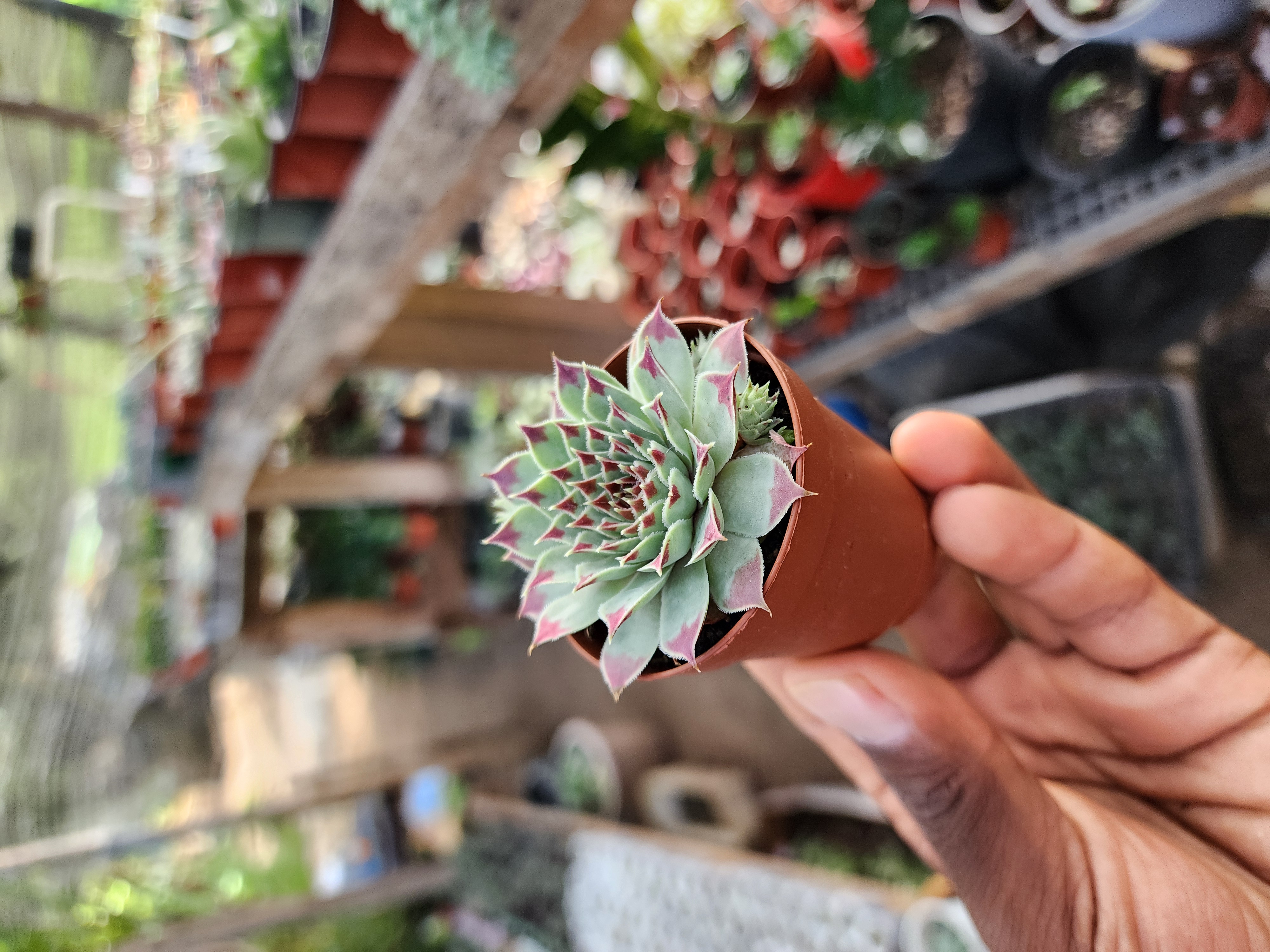 Sempervivum Spp 03