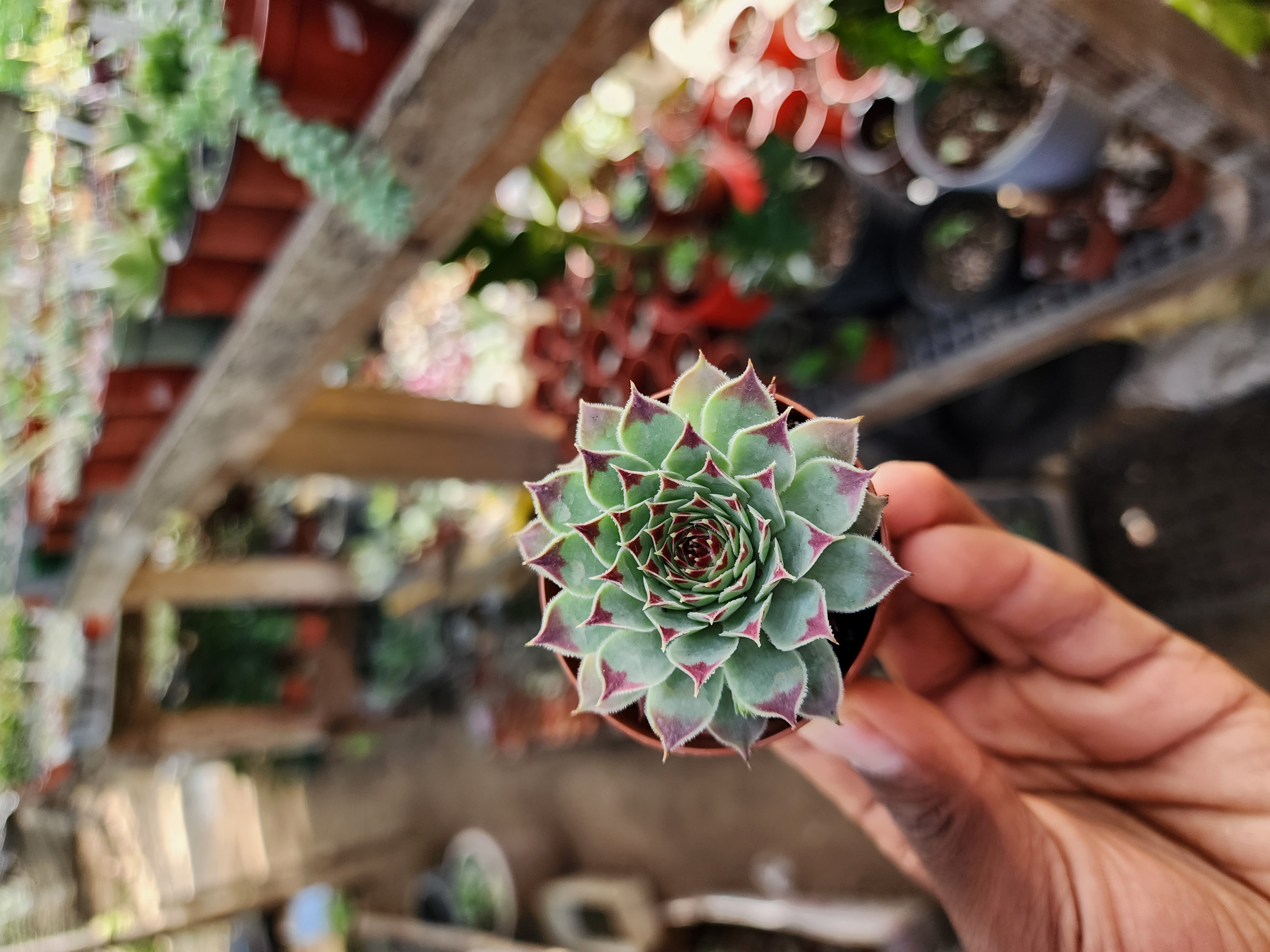 Sempervivum Spp 03