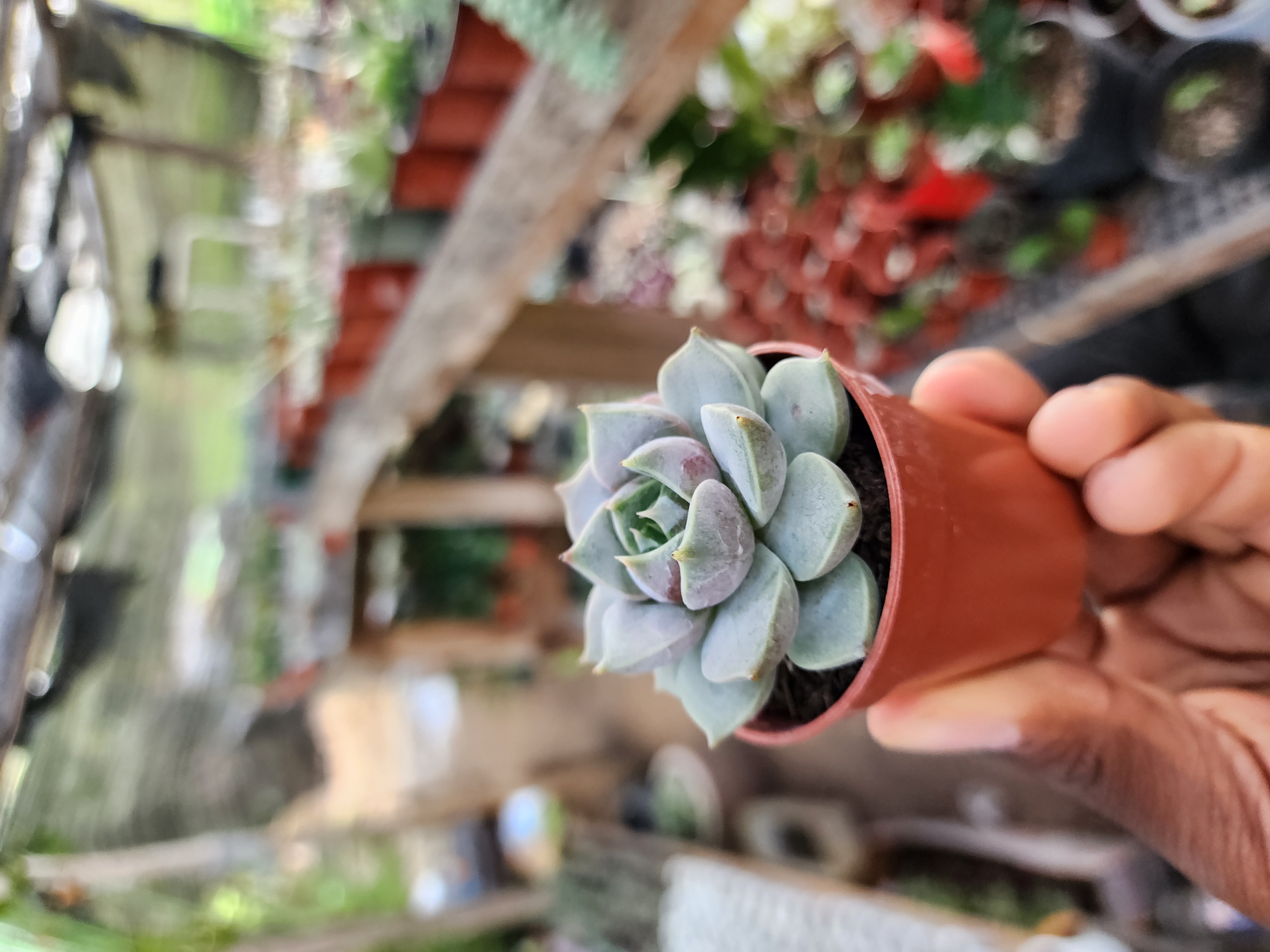 Echeveria Marsic