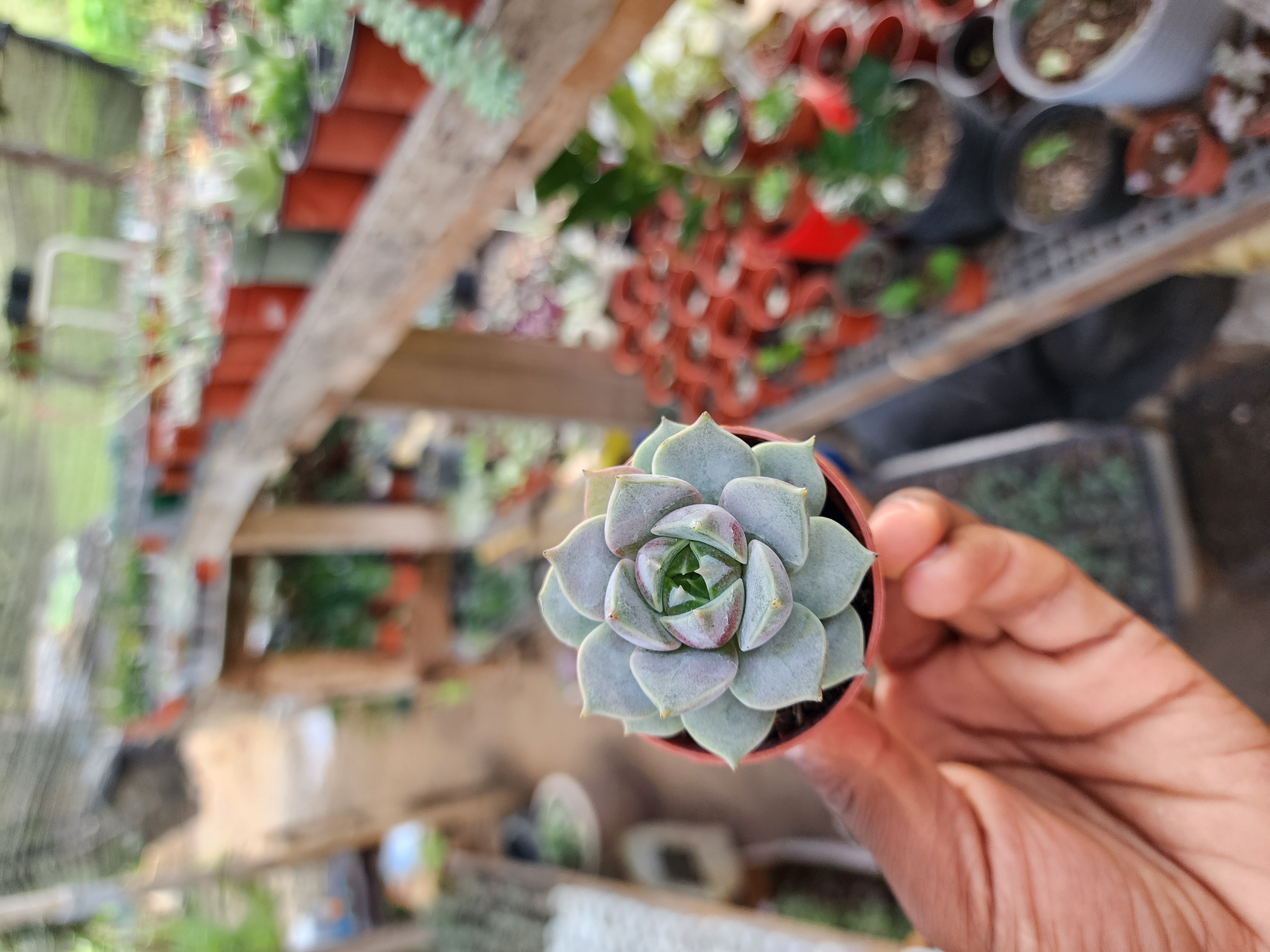 Echeveria Marsic