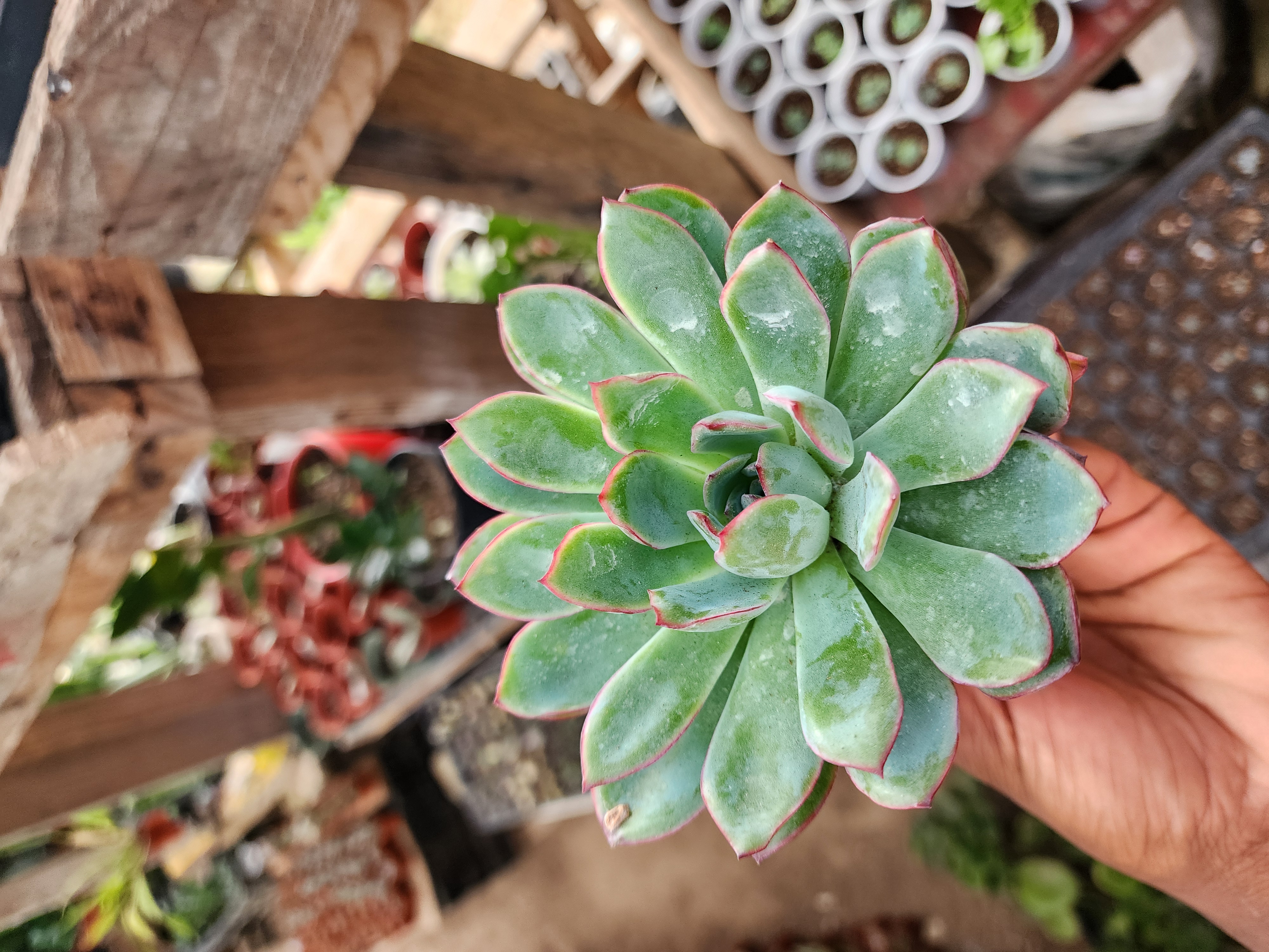 Echevería Pulidonis