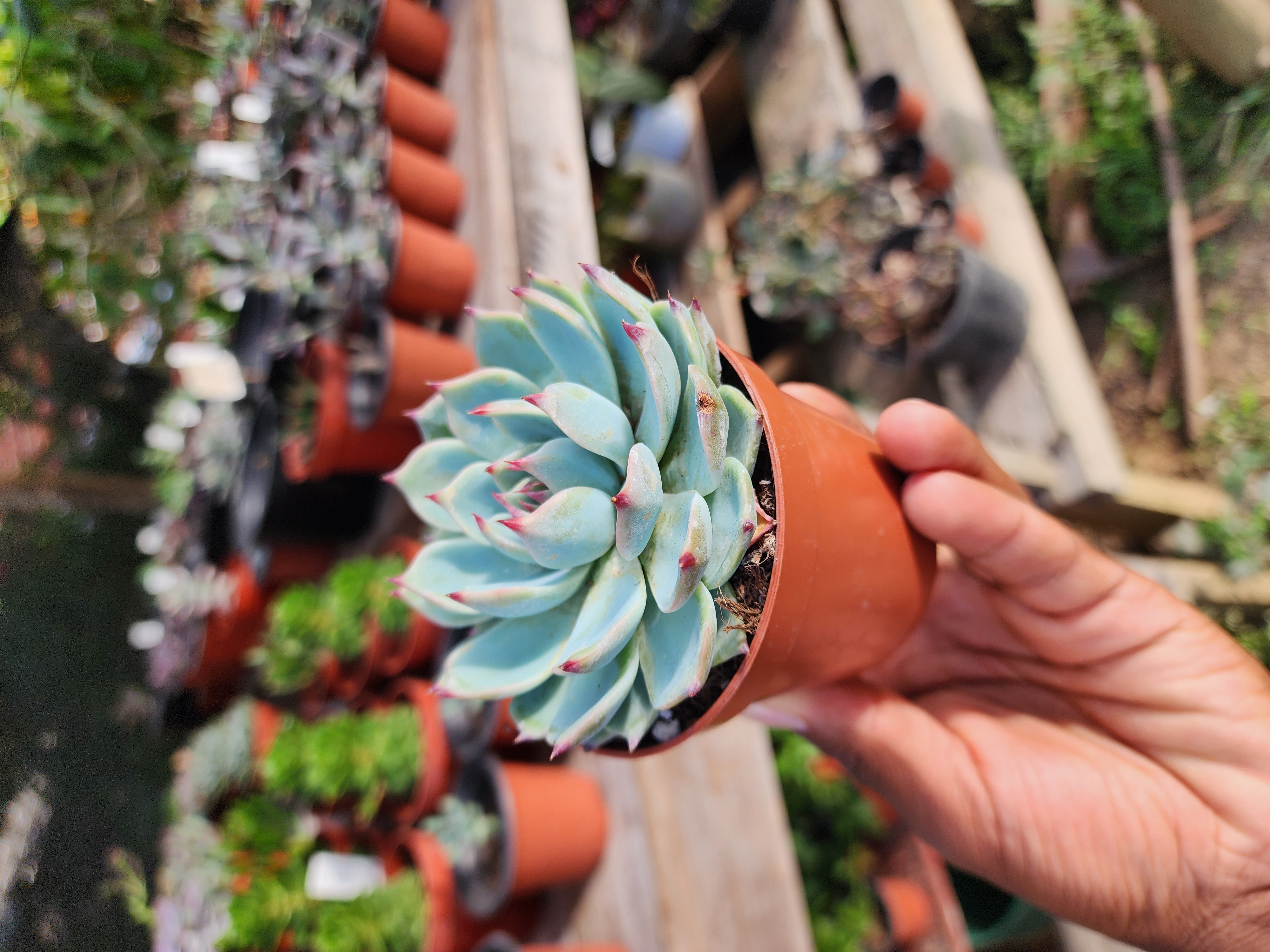 Echeveria Chihuahuensi