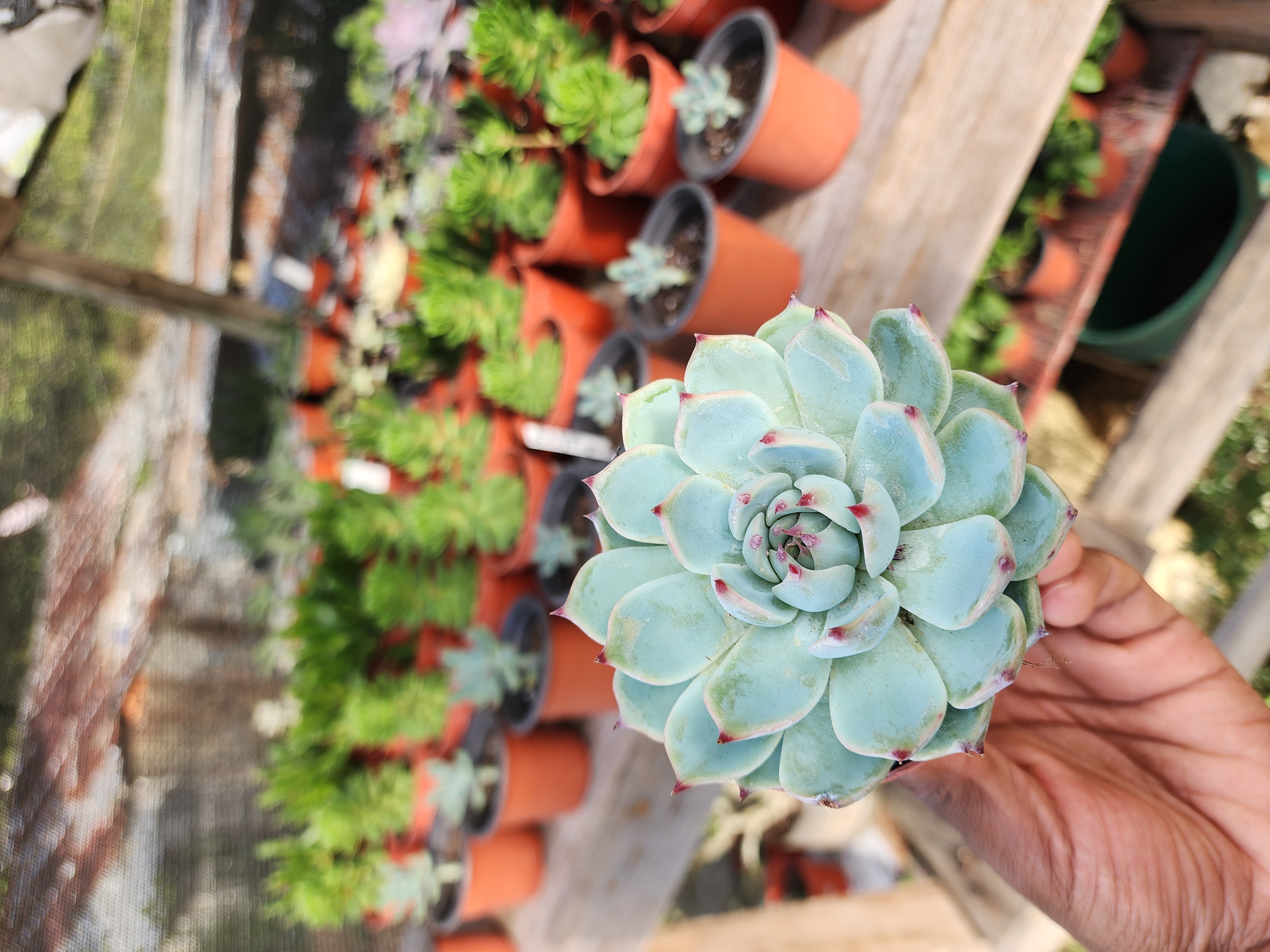 Echeveria Chihuahuensi