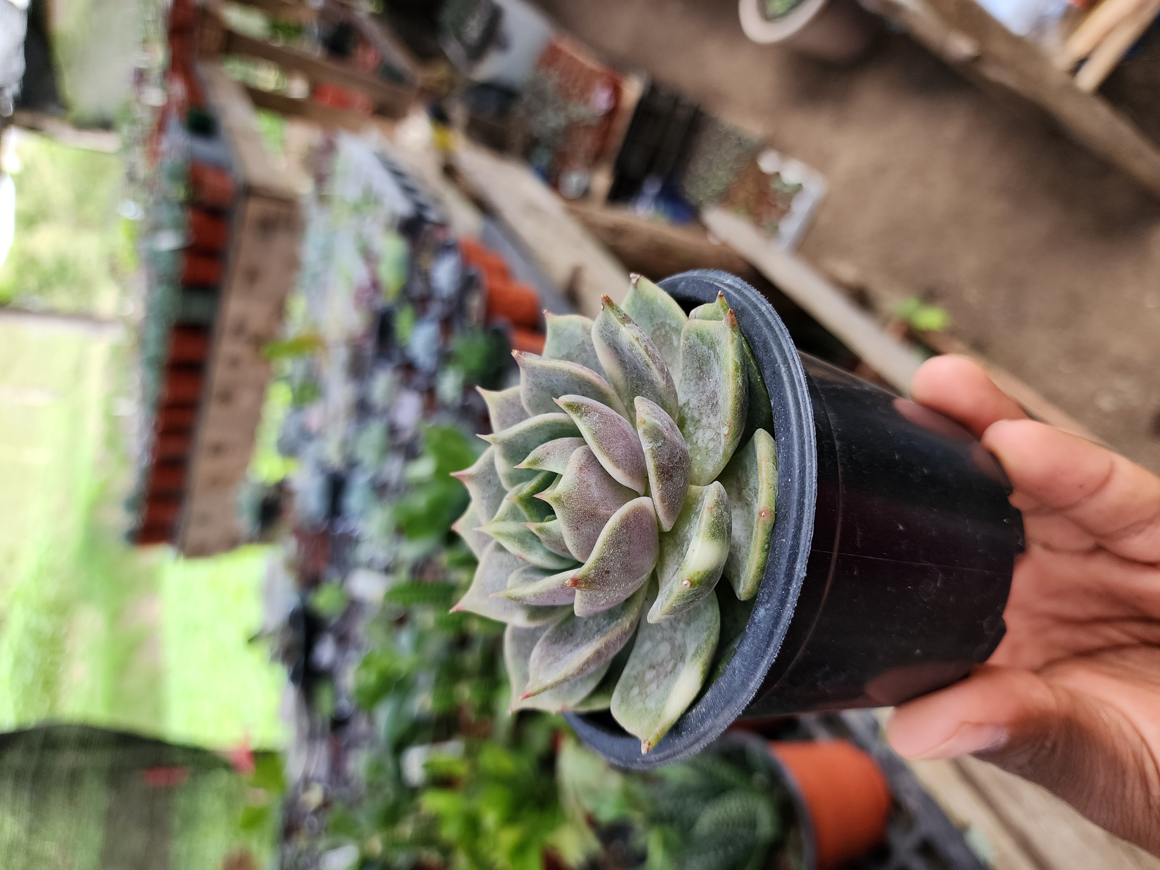 Echeveria Sapphire