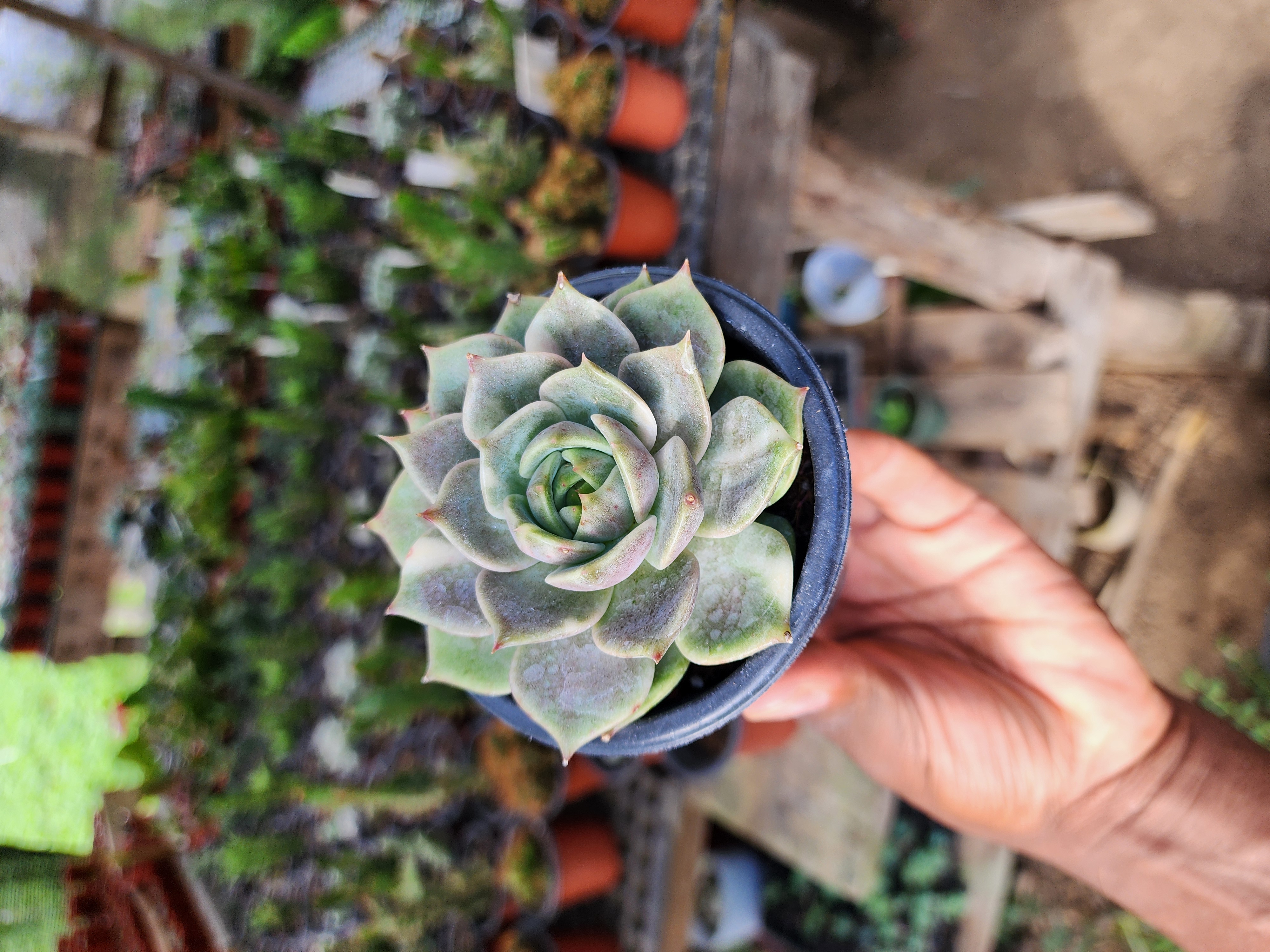 Echeveria Sapphire
