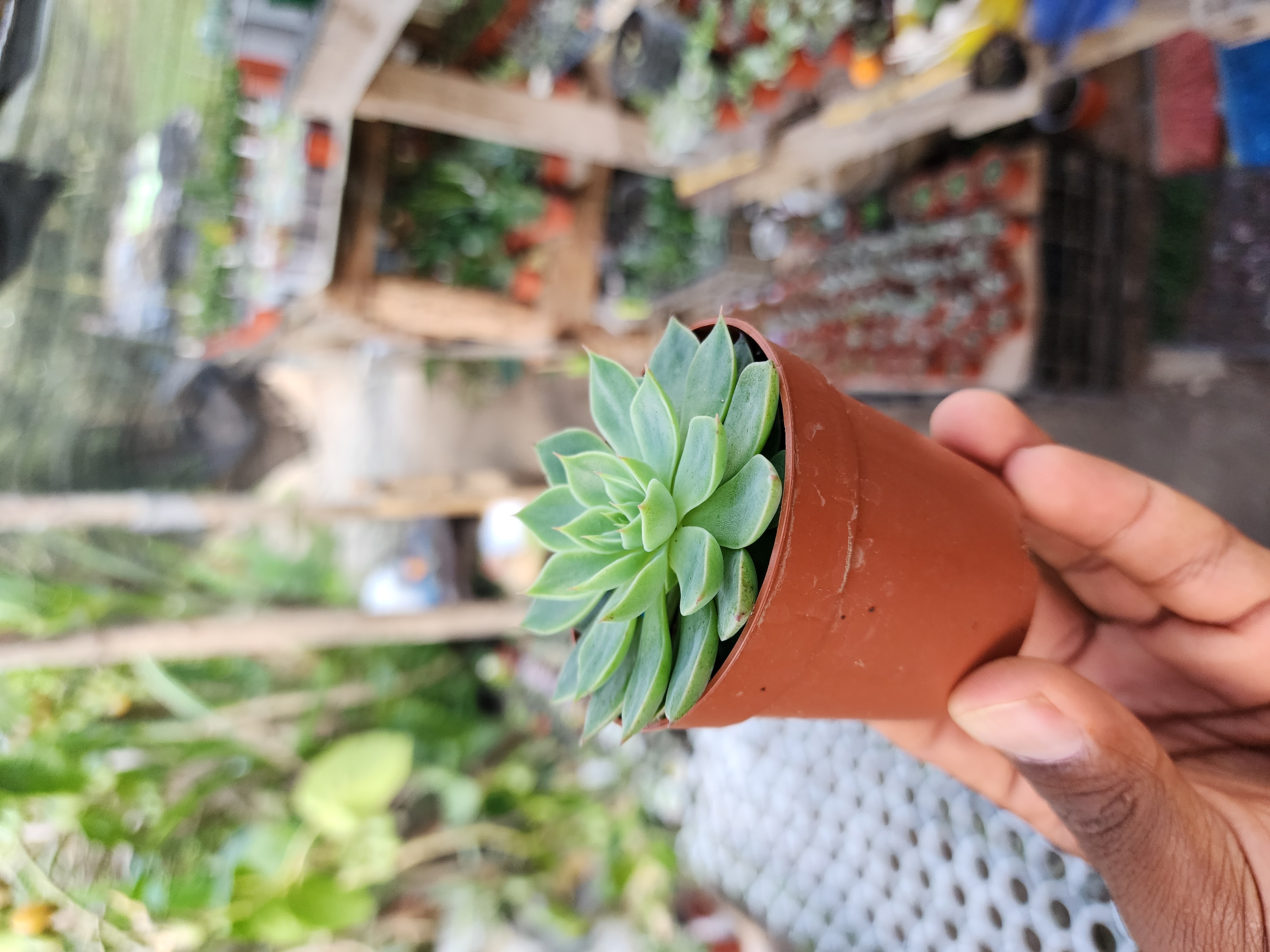Graptopetalum Altair