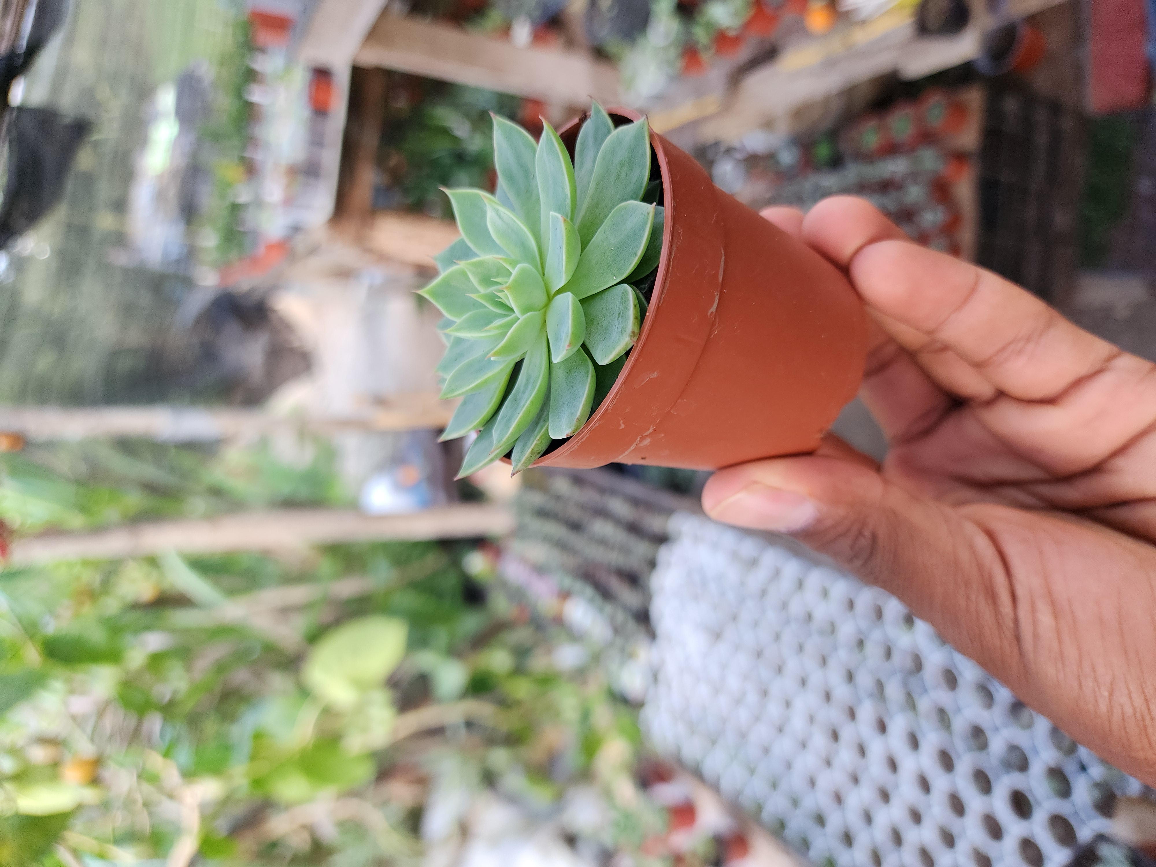 Graptopetalum Altair