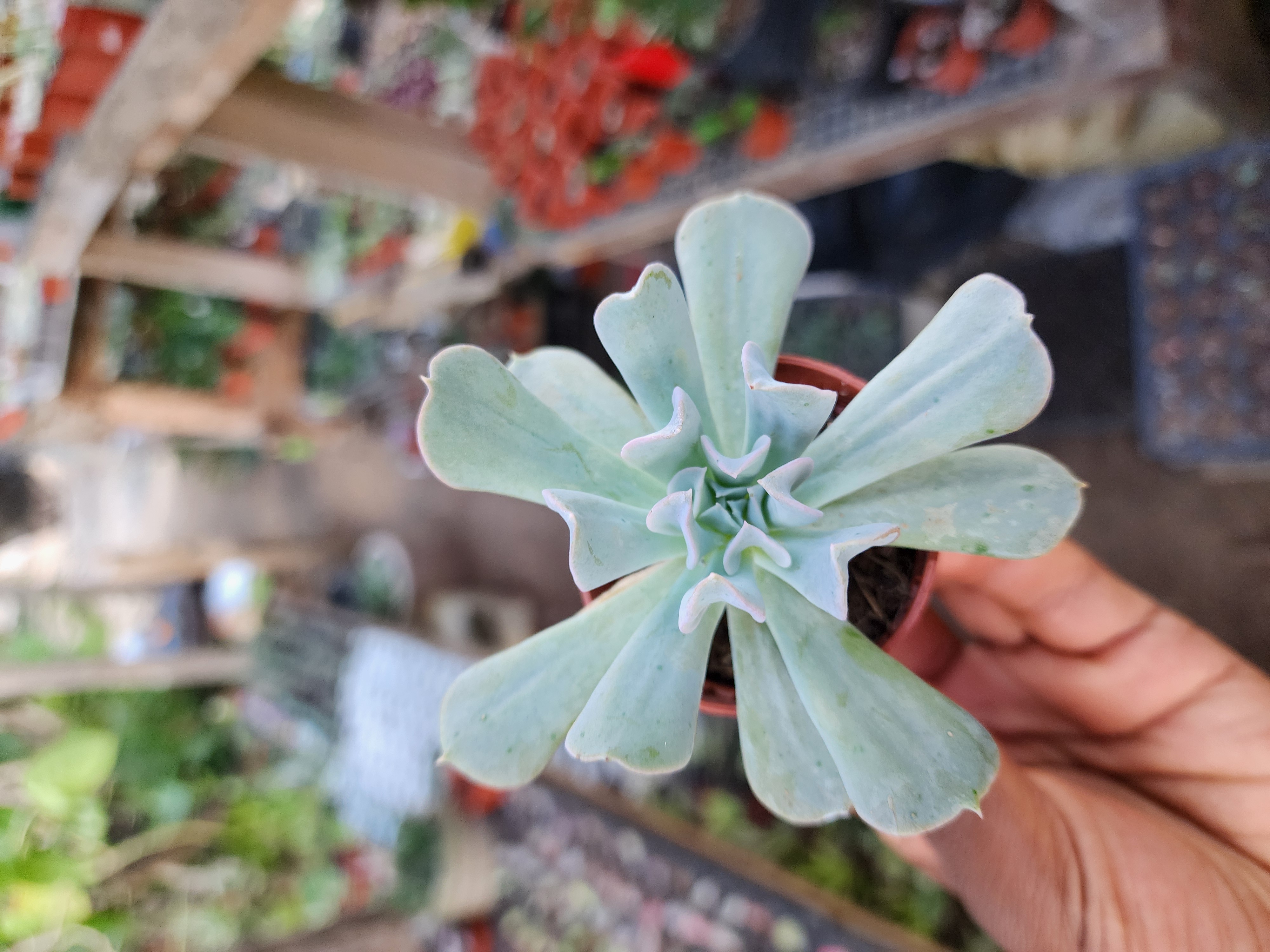Echeveria Runyonii Topsy Turvy