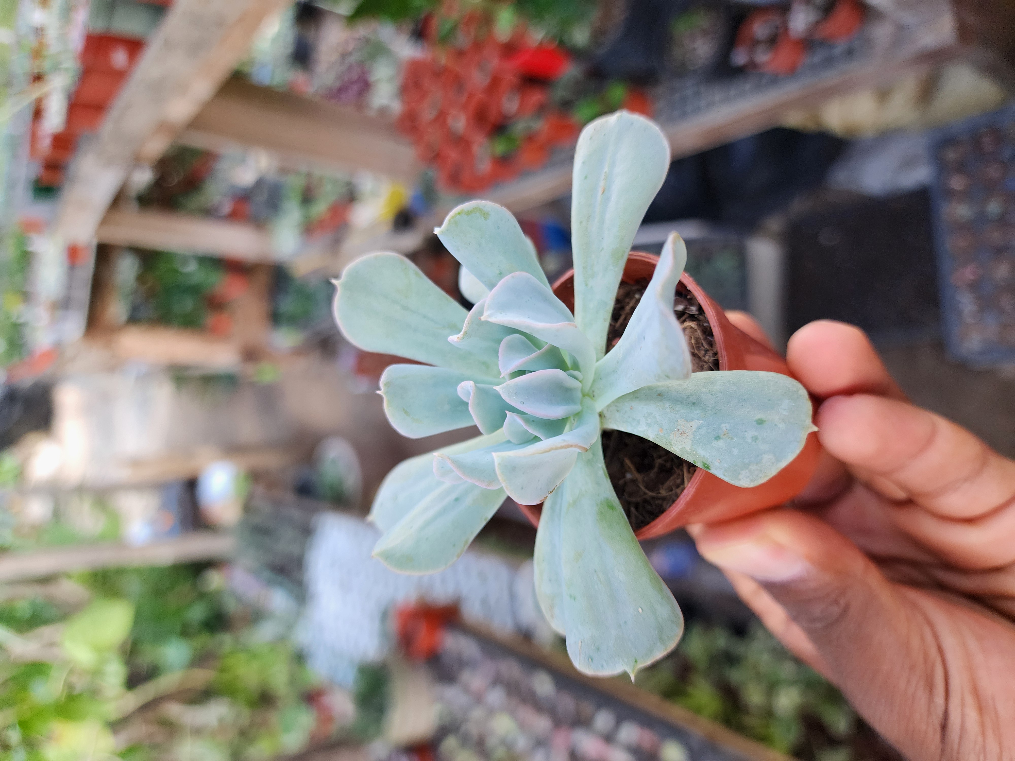 Echeveria Runyonii Topsy Turvy