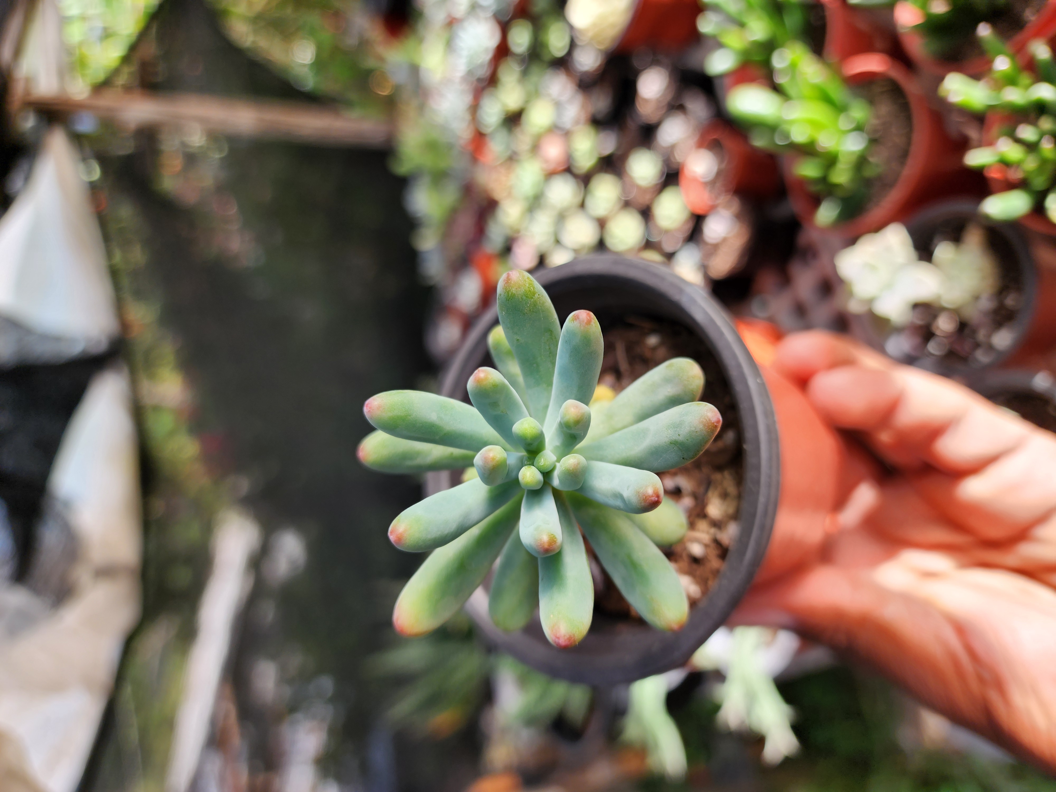 Sedum Pachyphyllum