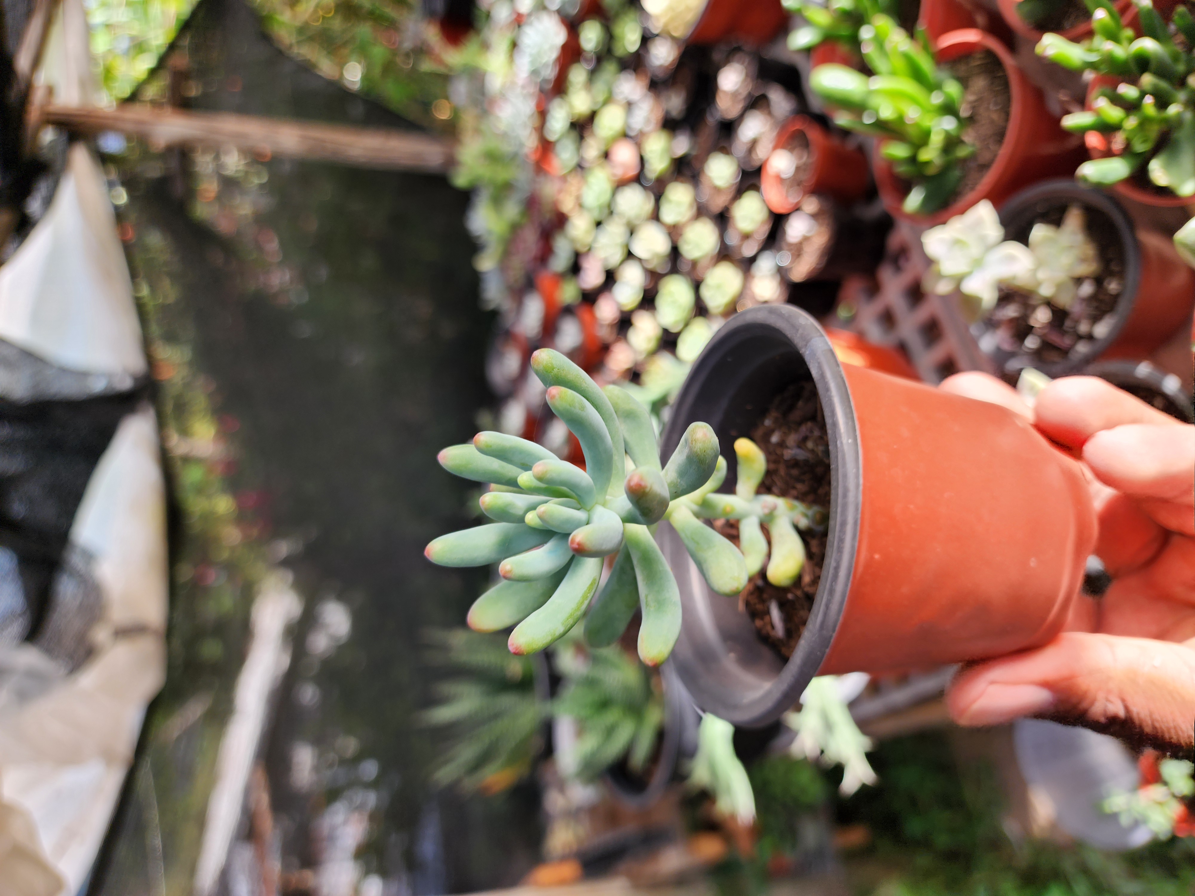 Sedum Pachyphyllum