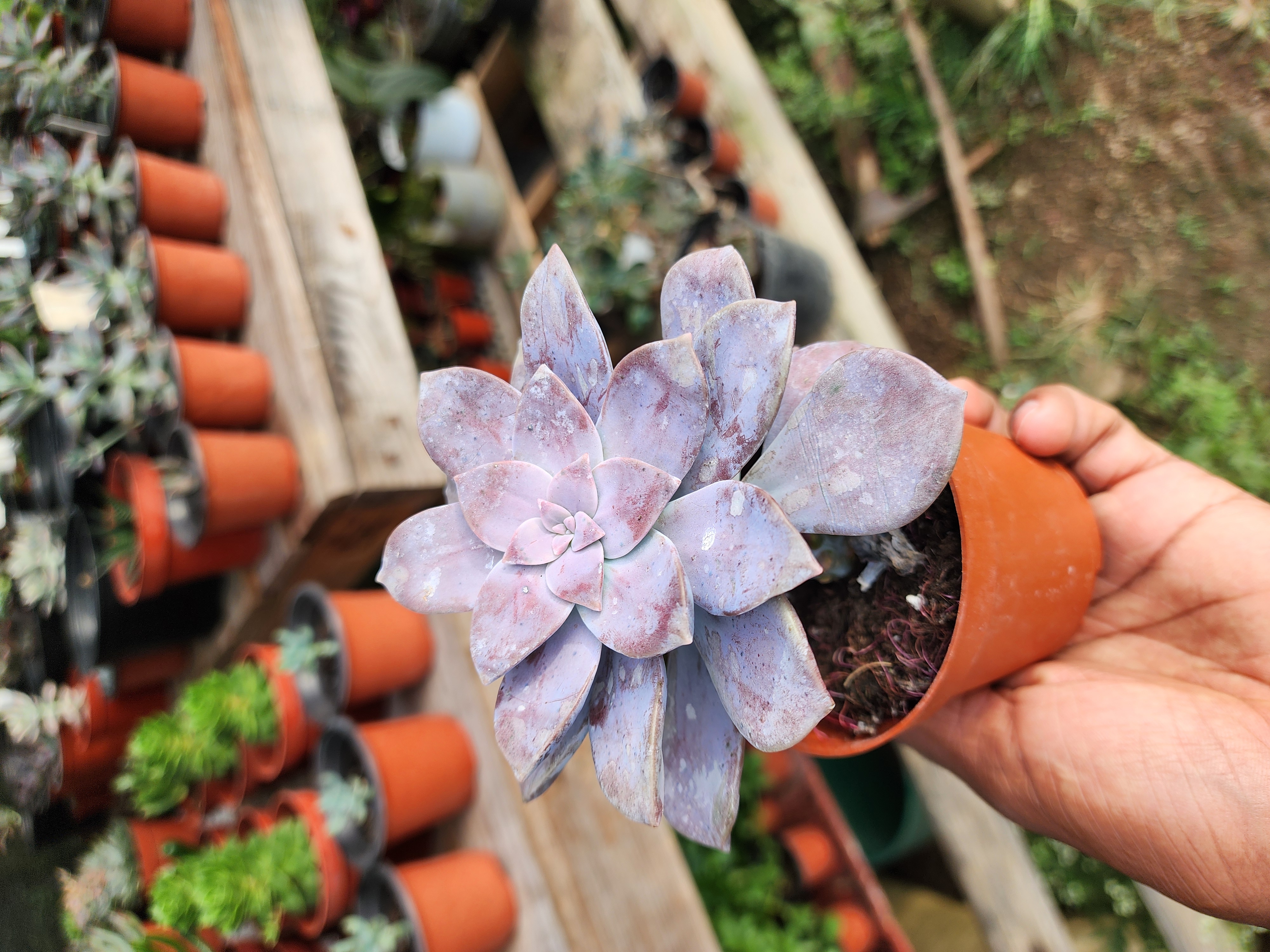 Graptopetalum Superbum