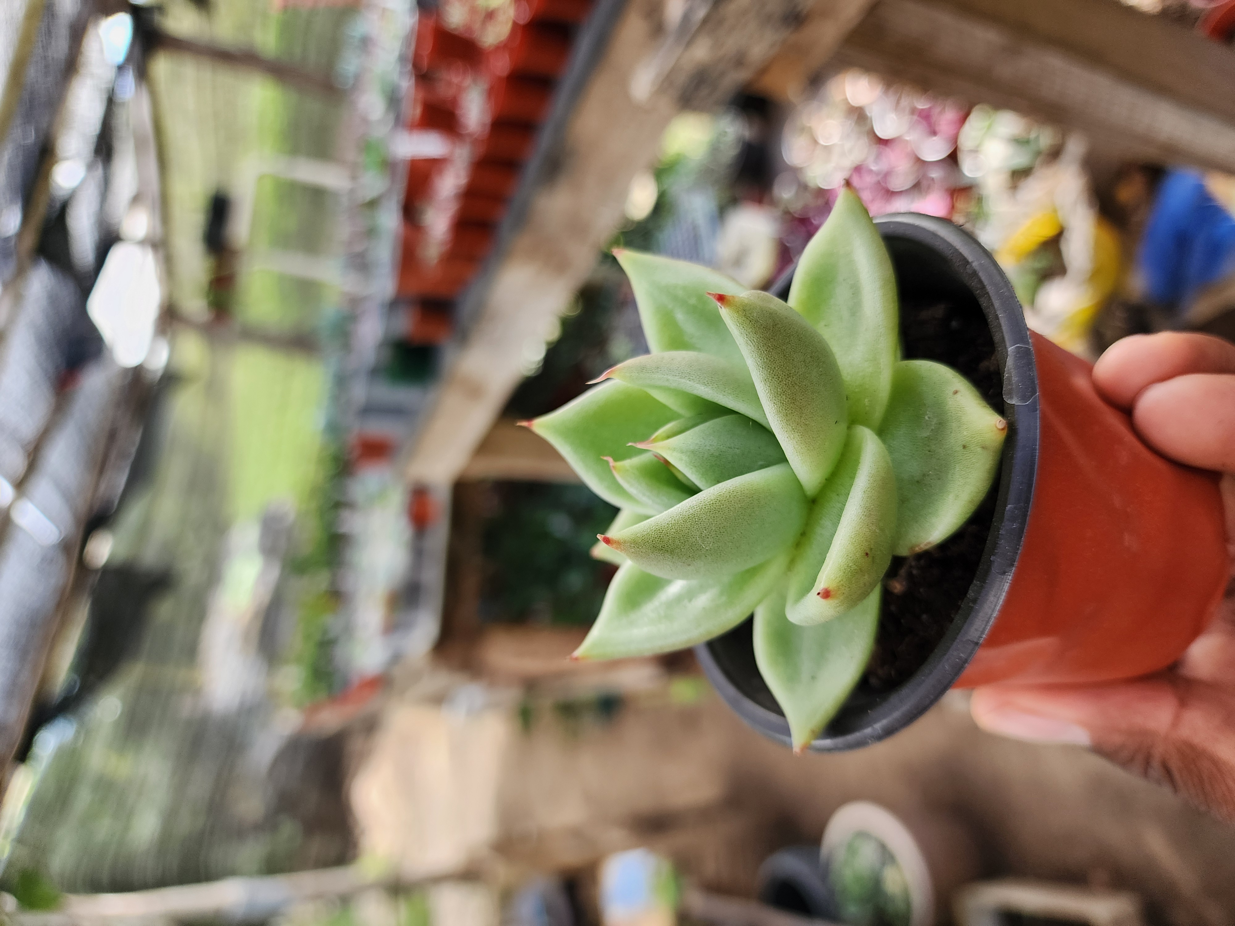 Echeveria agavoides