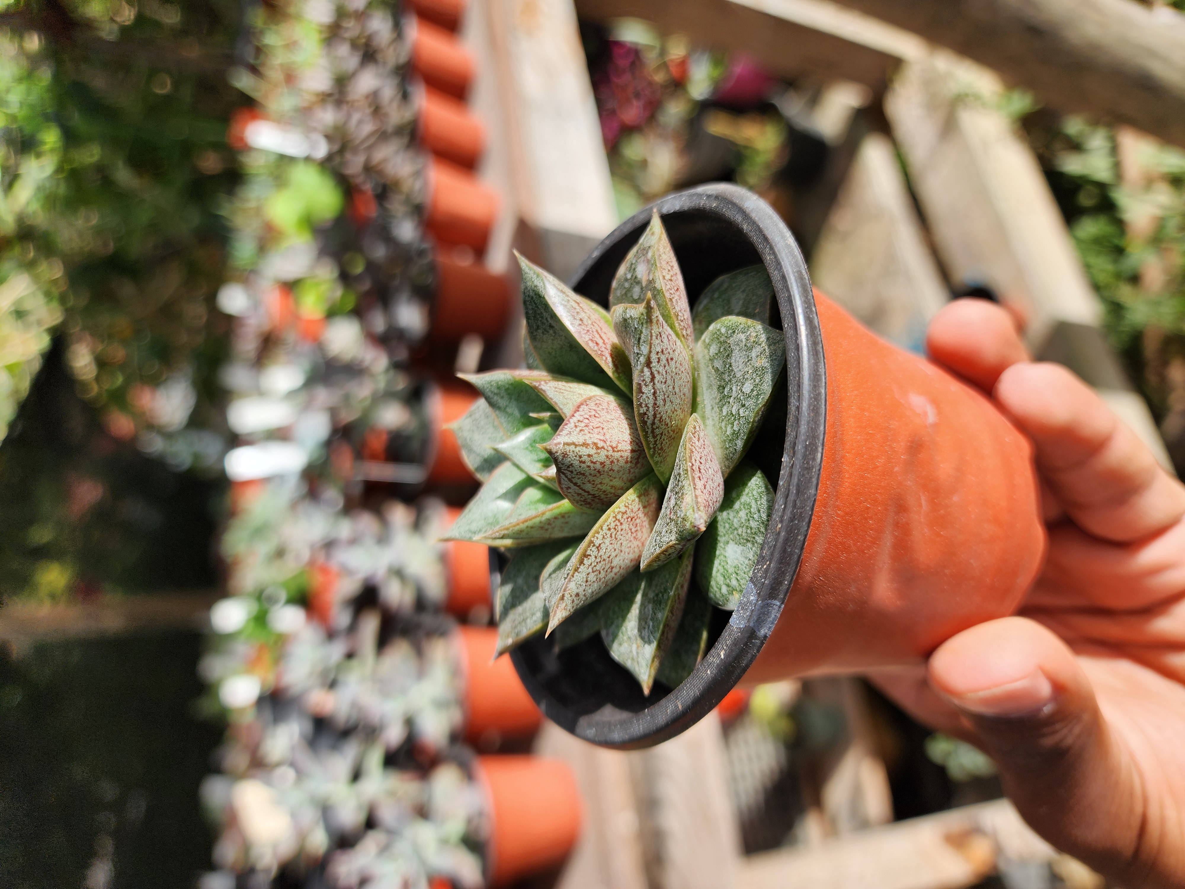 Echeveria Dionysos