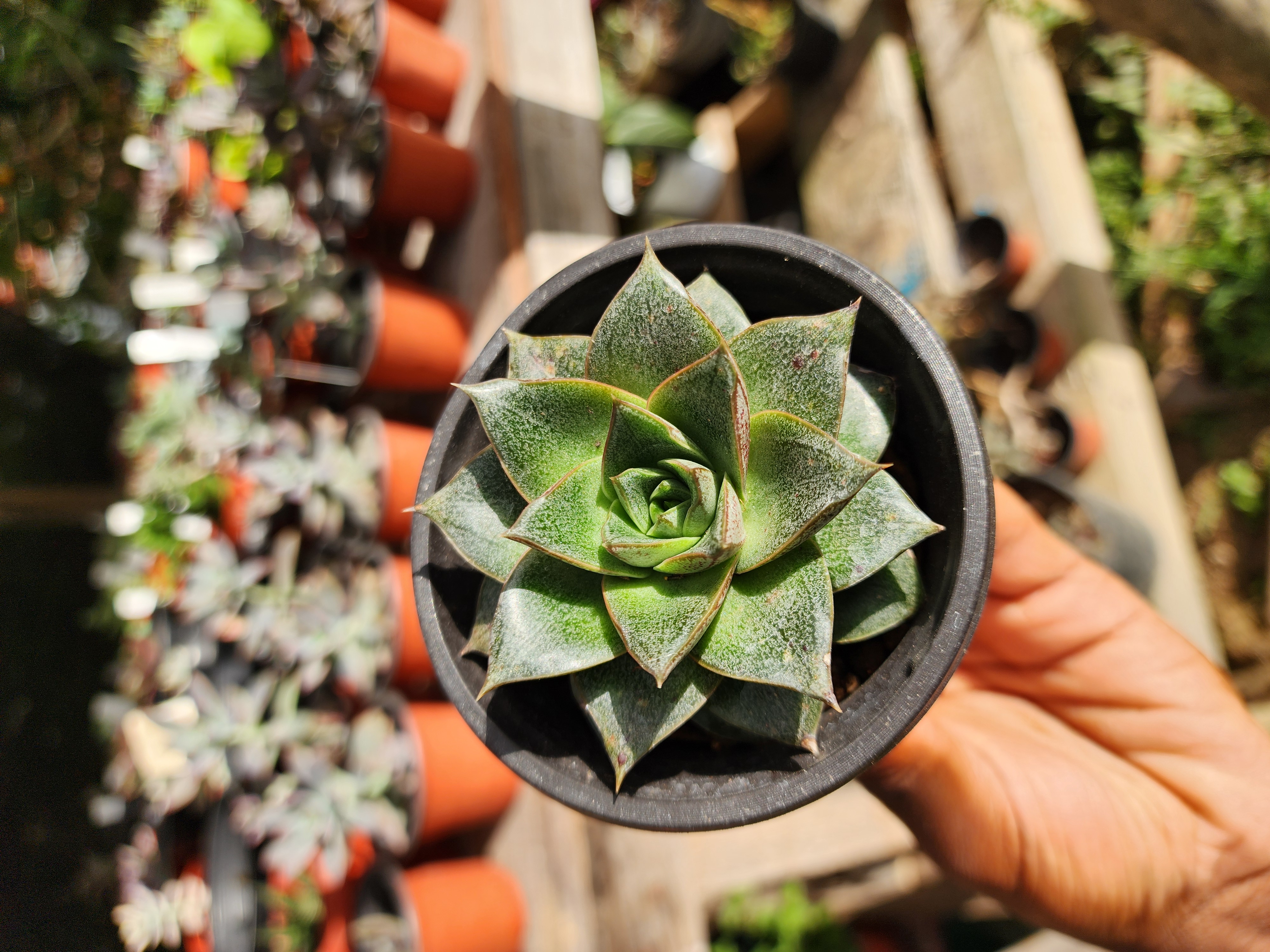 Echeveria Dionysos