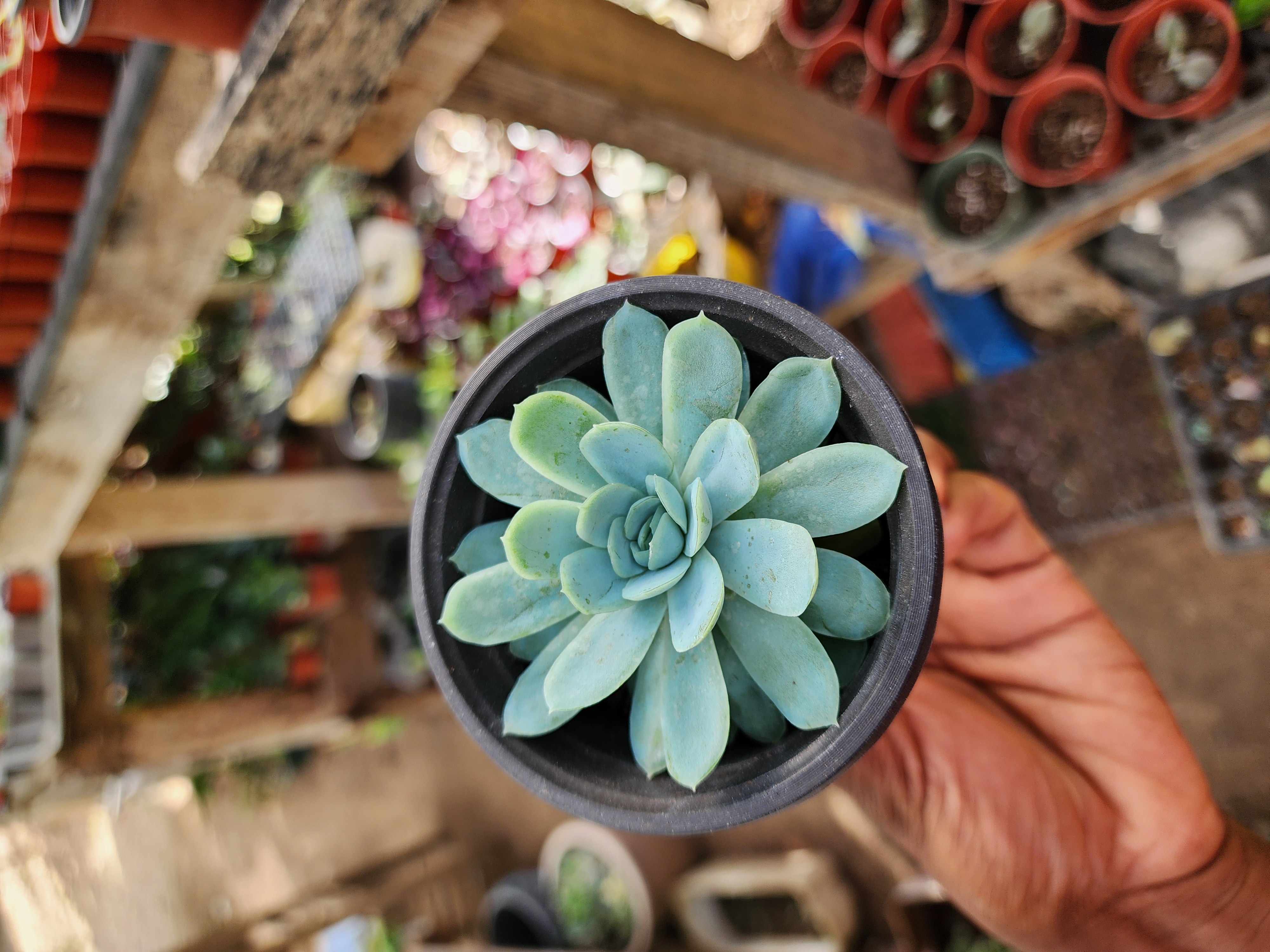 Echeveria Elegans