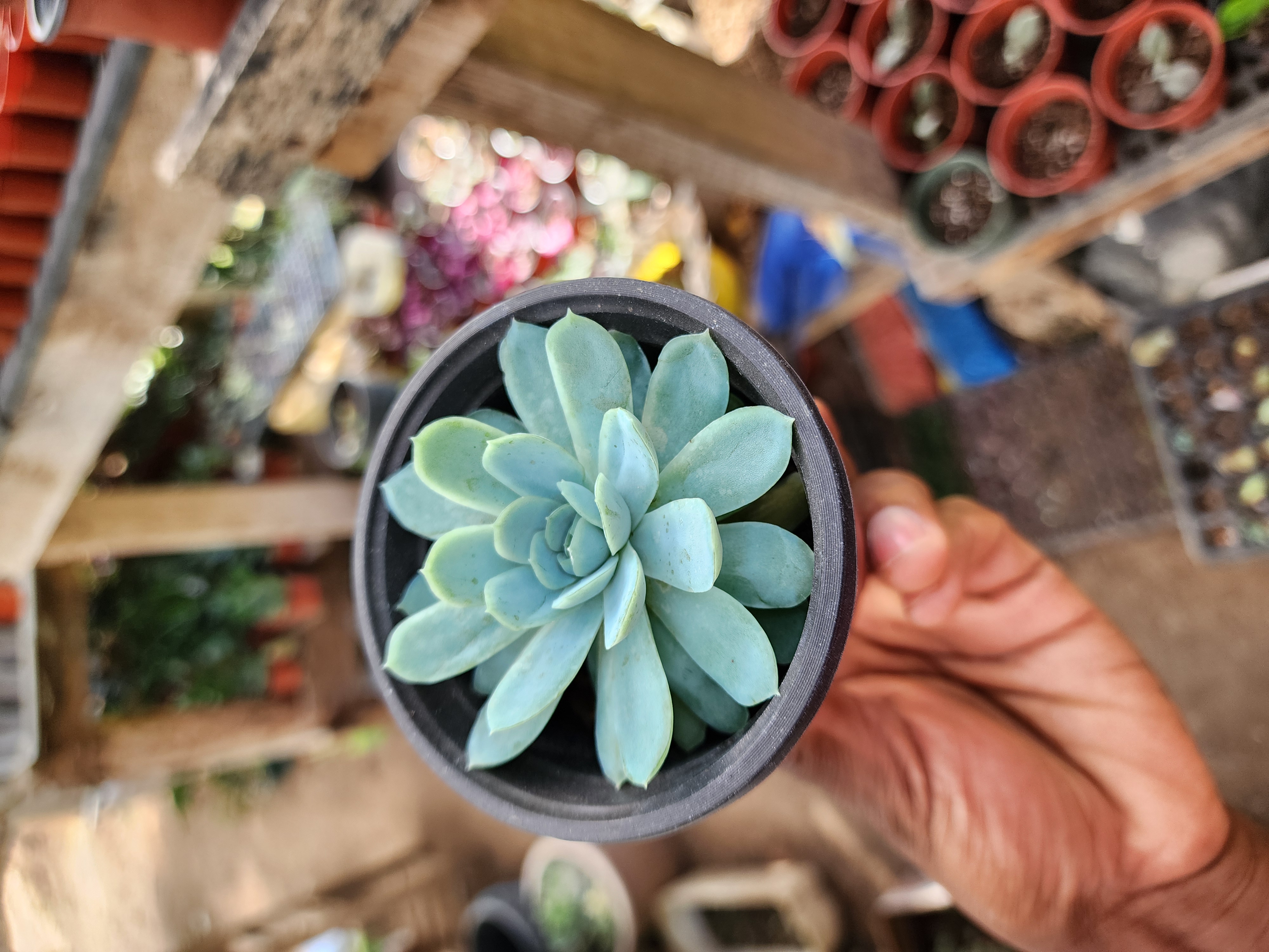 Echeveria Elegans