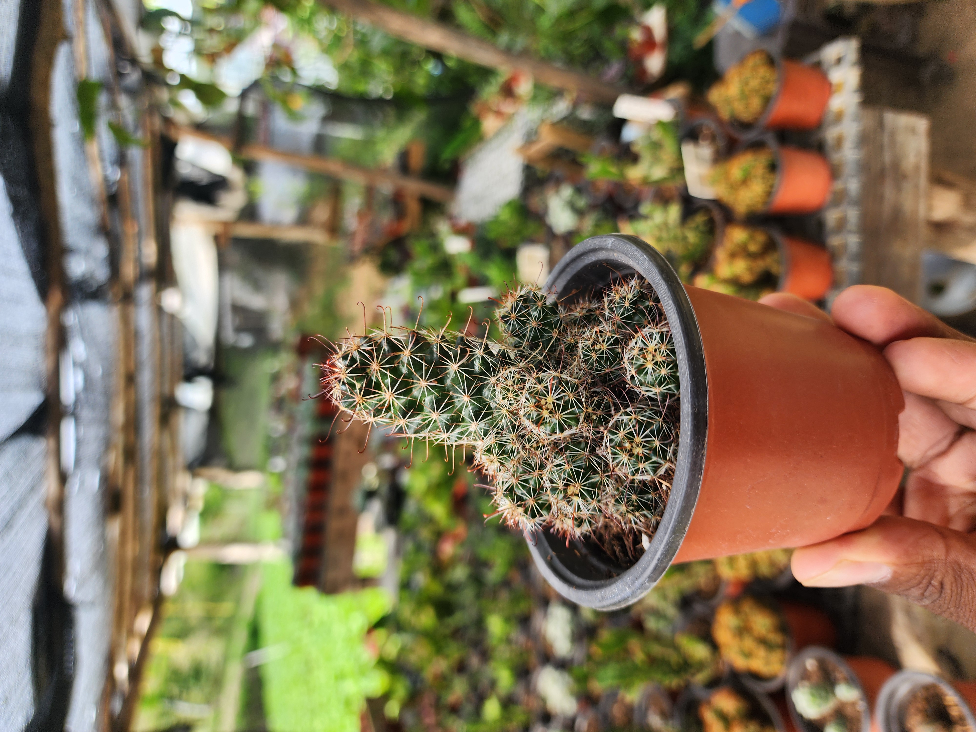 Mammillaria veluta