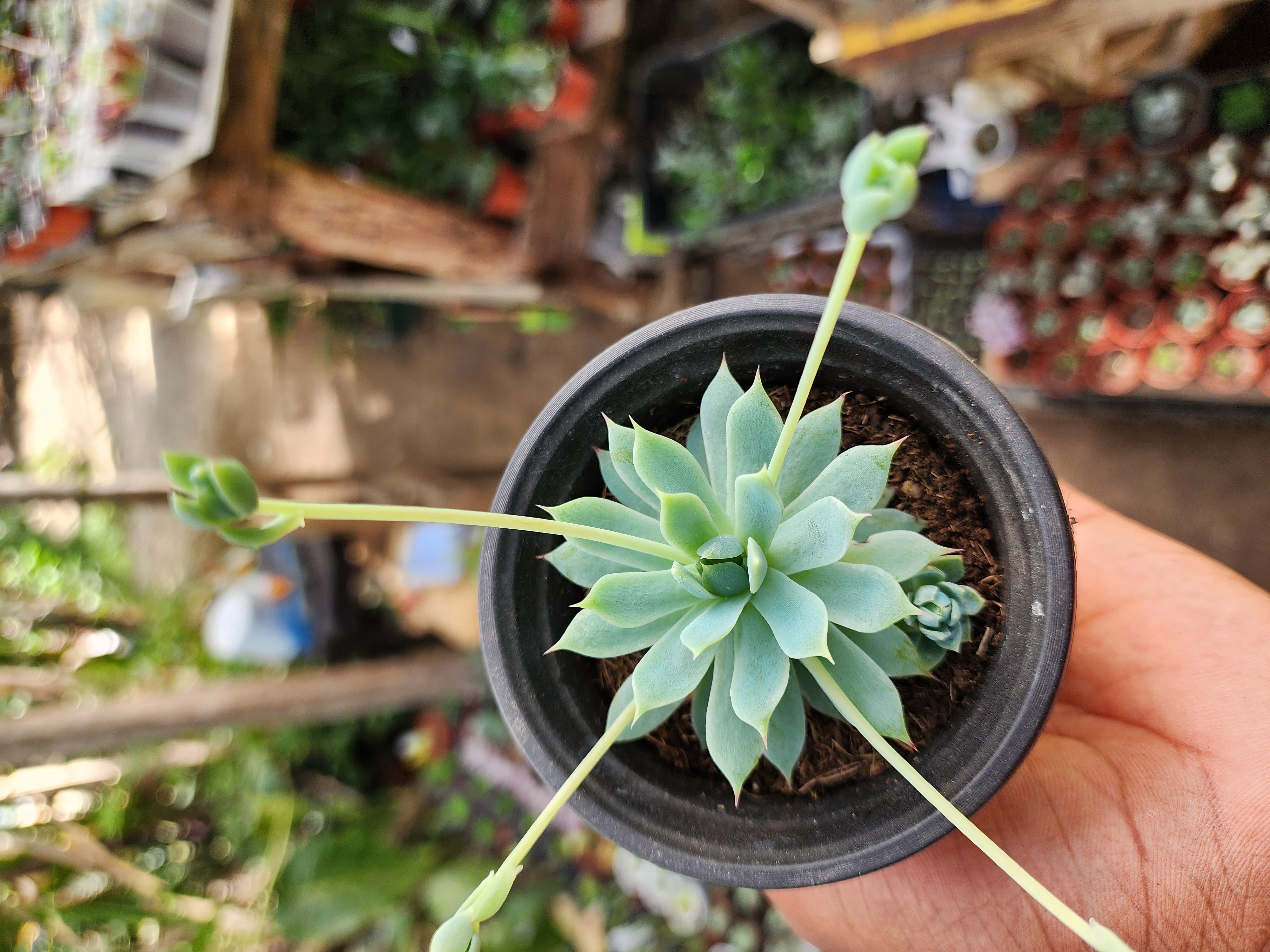 Graptopetalum Macdougallii