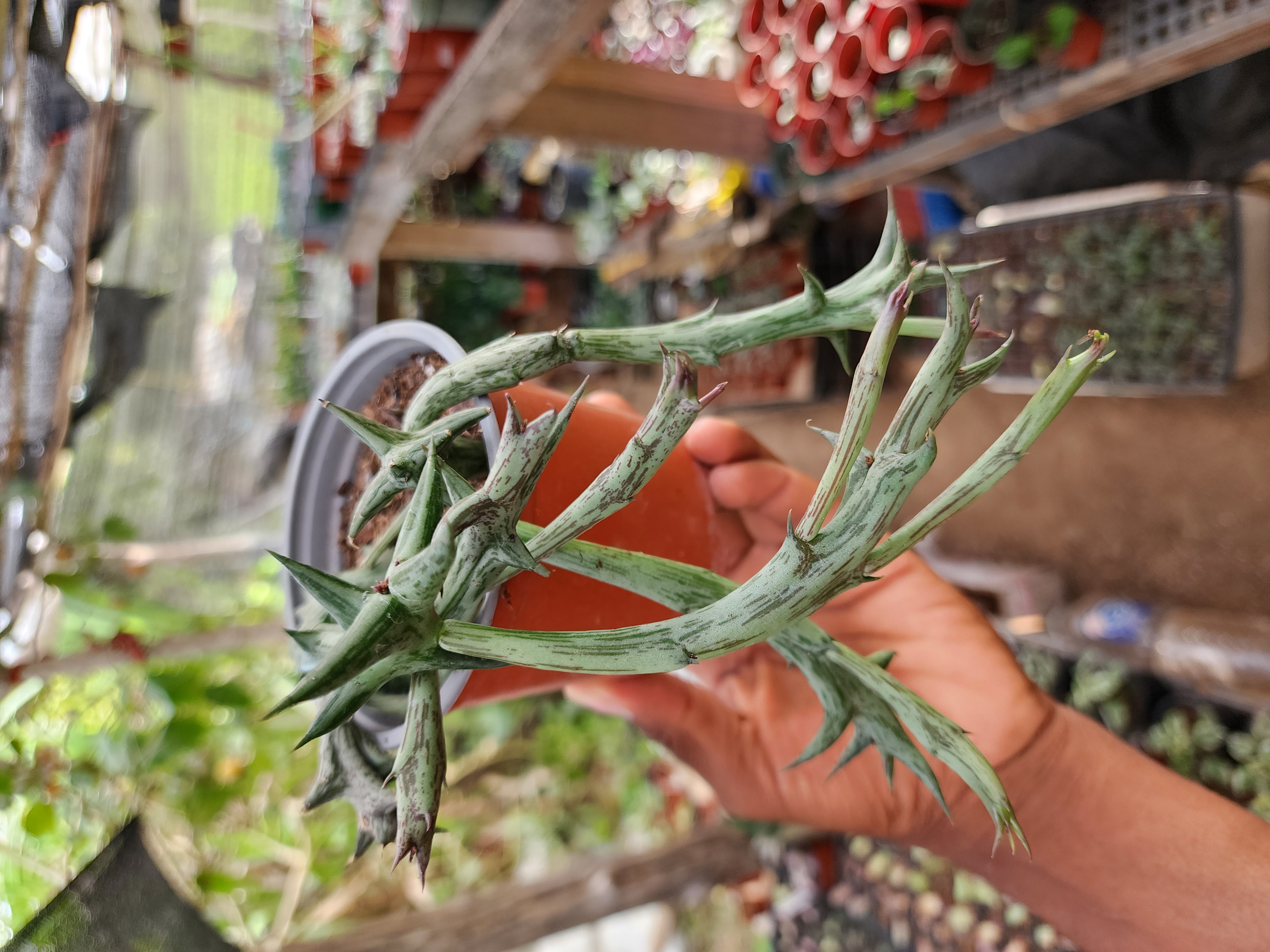 Orbea Schweinfurthii