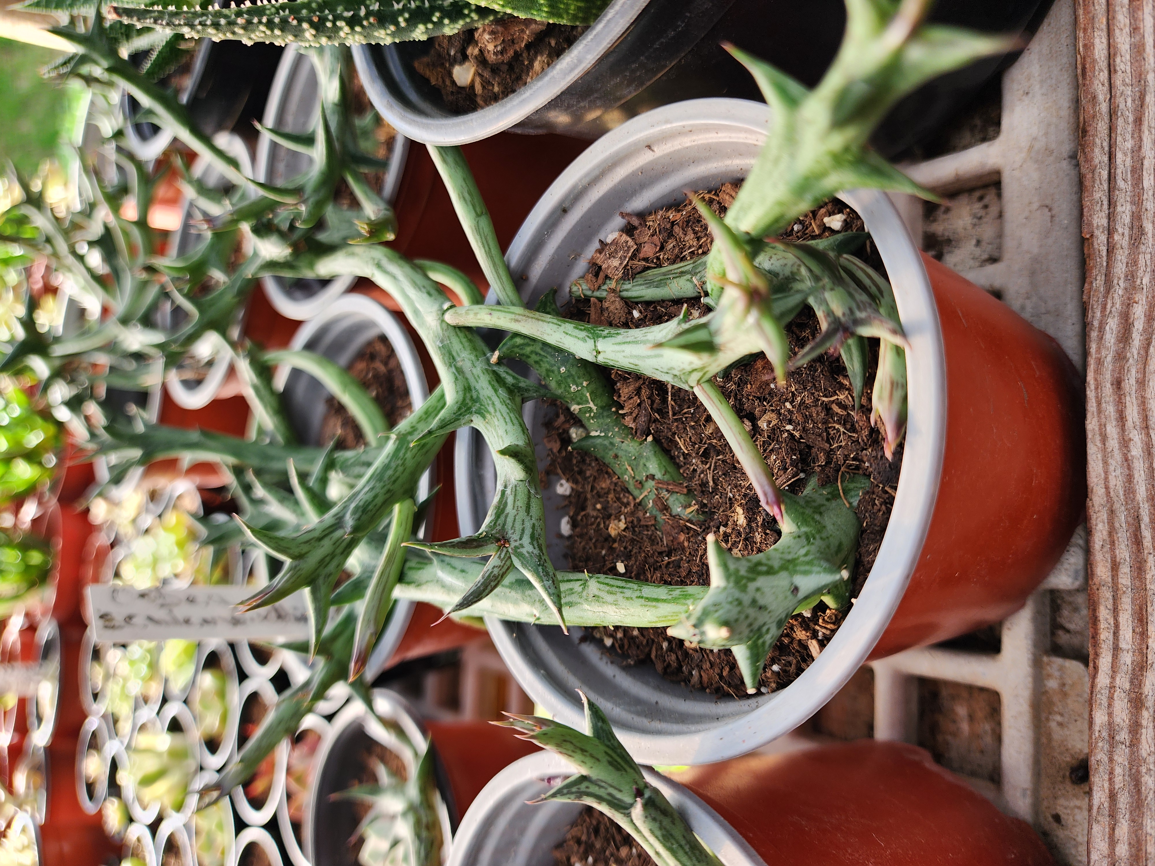 Orbea Schweinfurthii