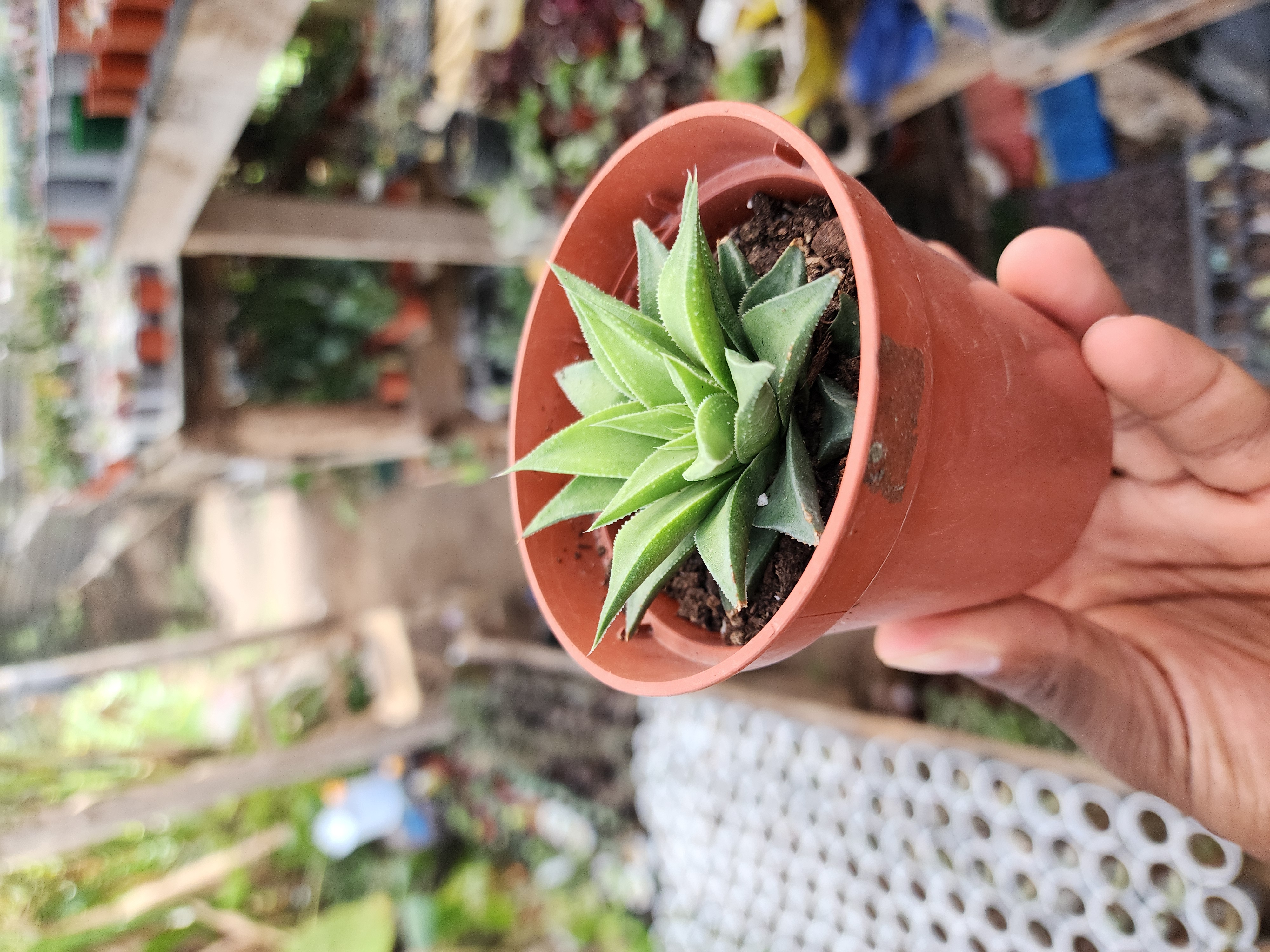 Haworthia Angustifolia Bailiss