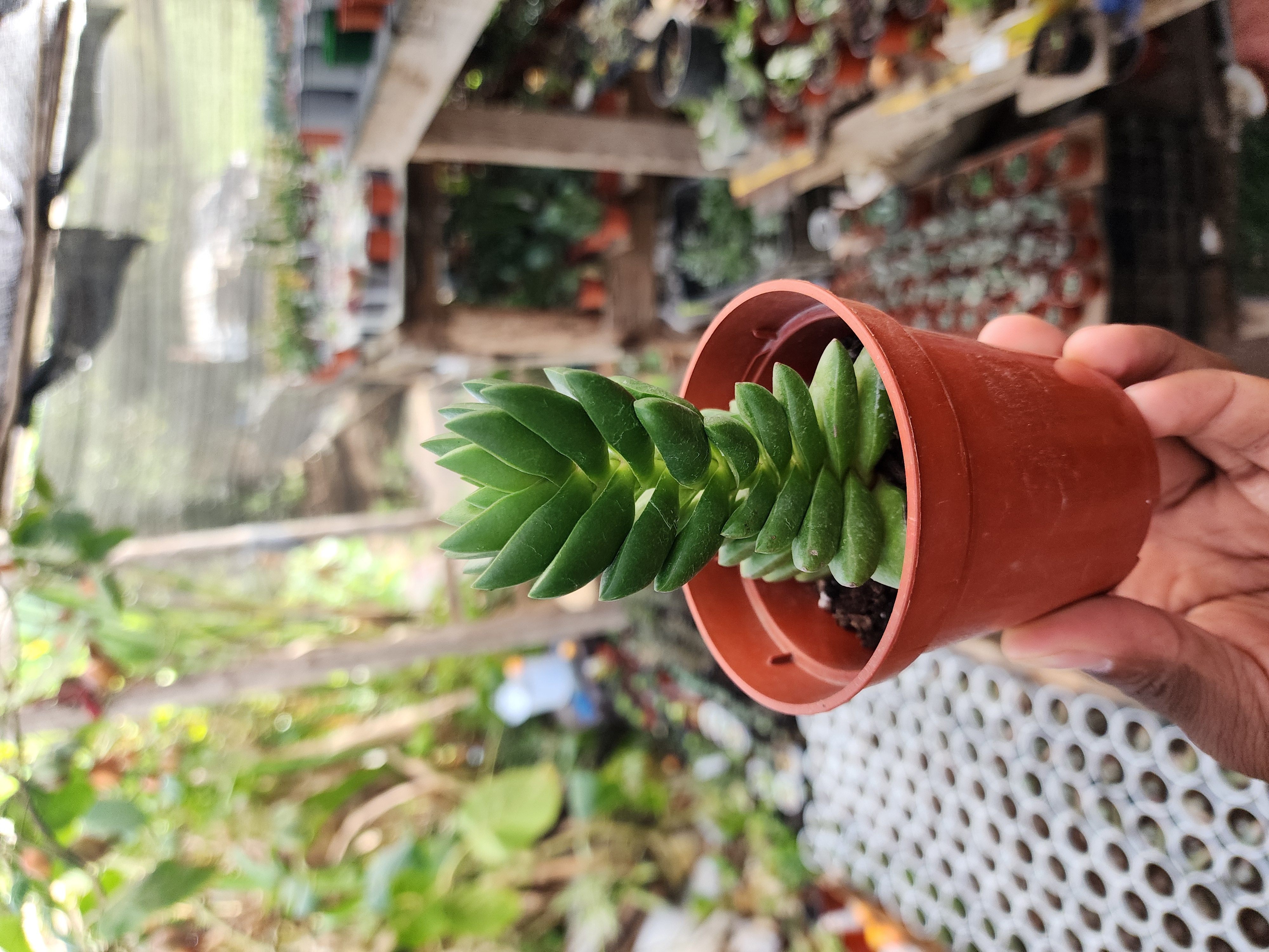 Crassula Benjamin