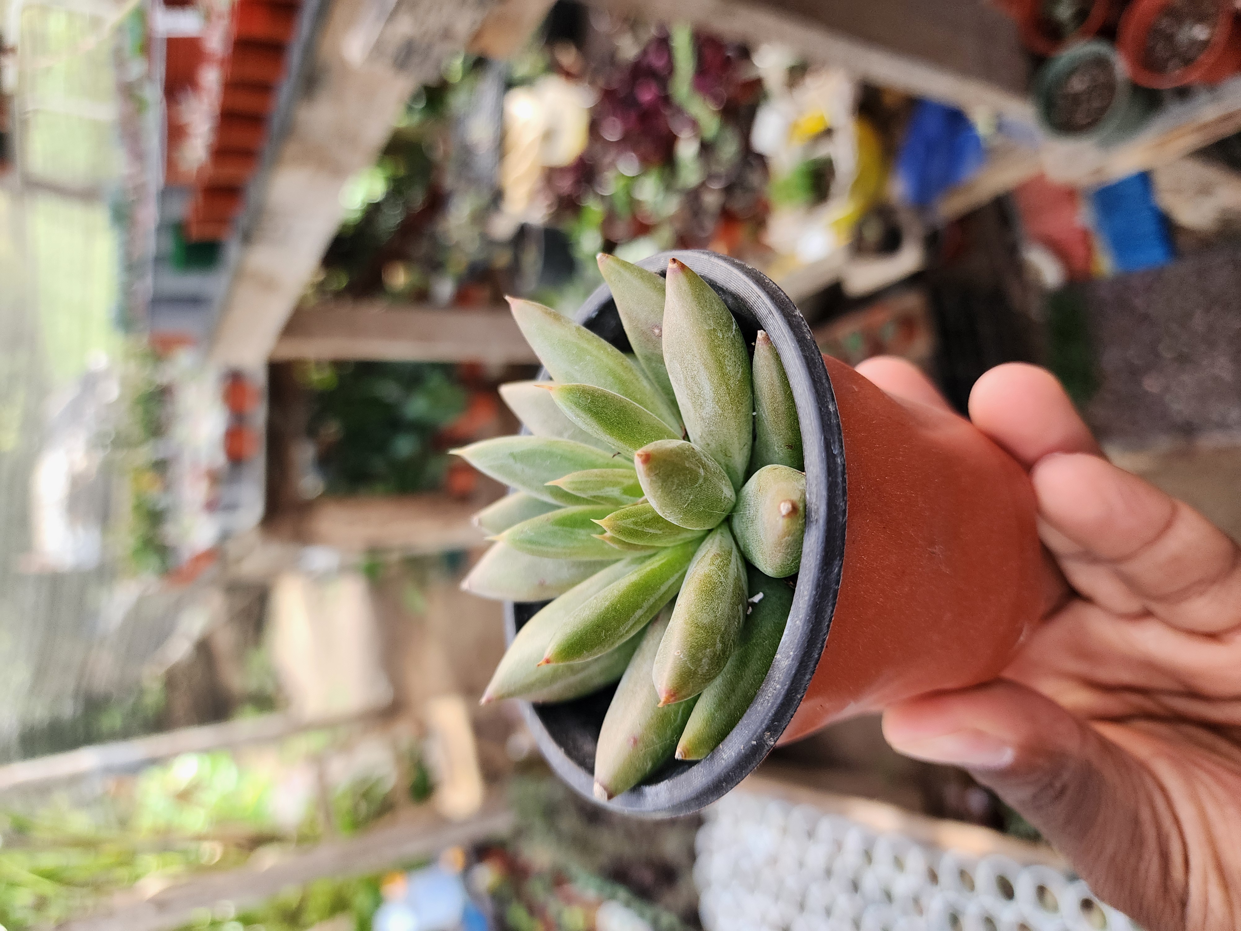 Echeveria Tolimanensis