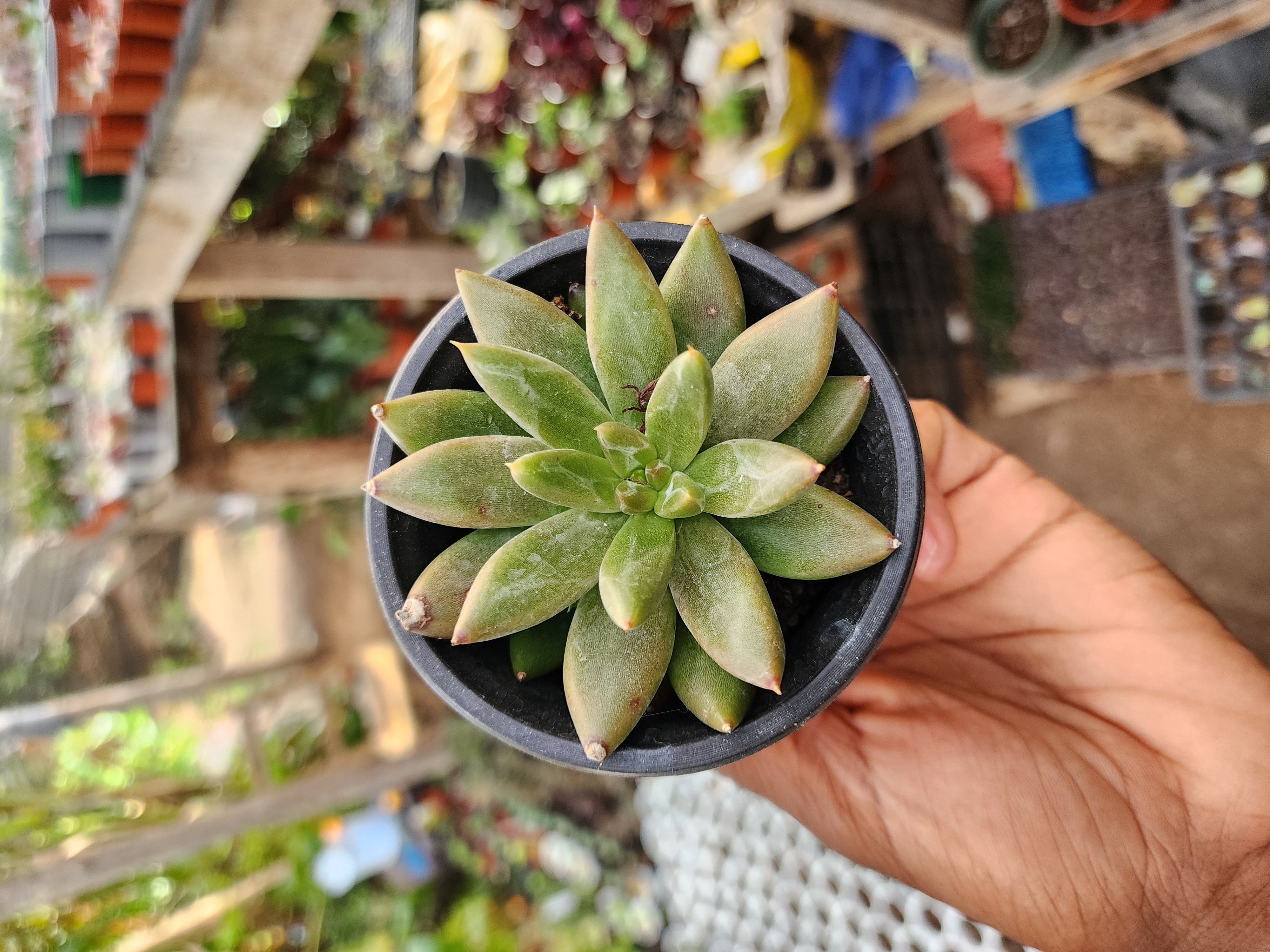 Echeveria Tolimanensis