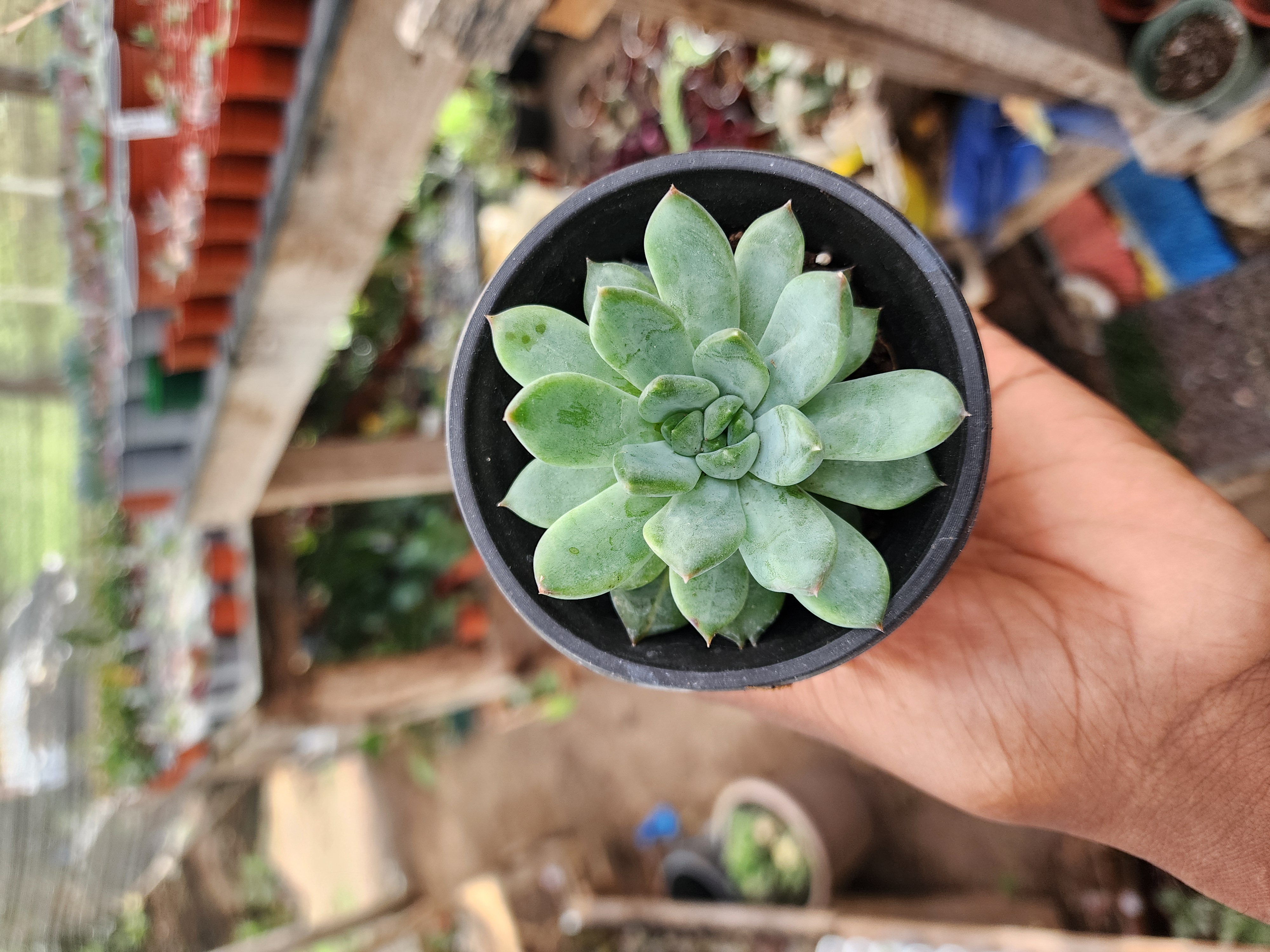 Echeveria Spp N ID