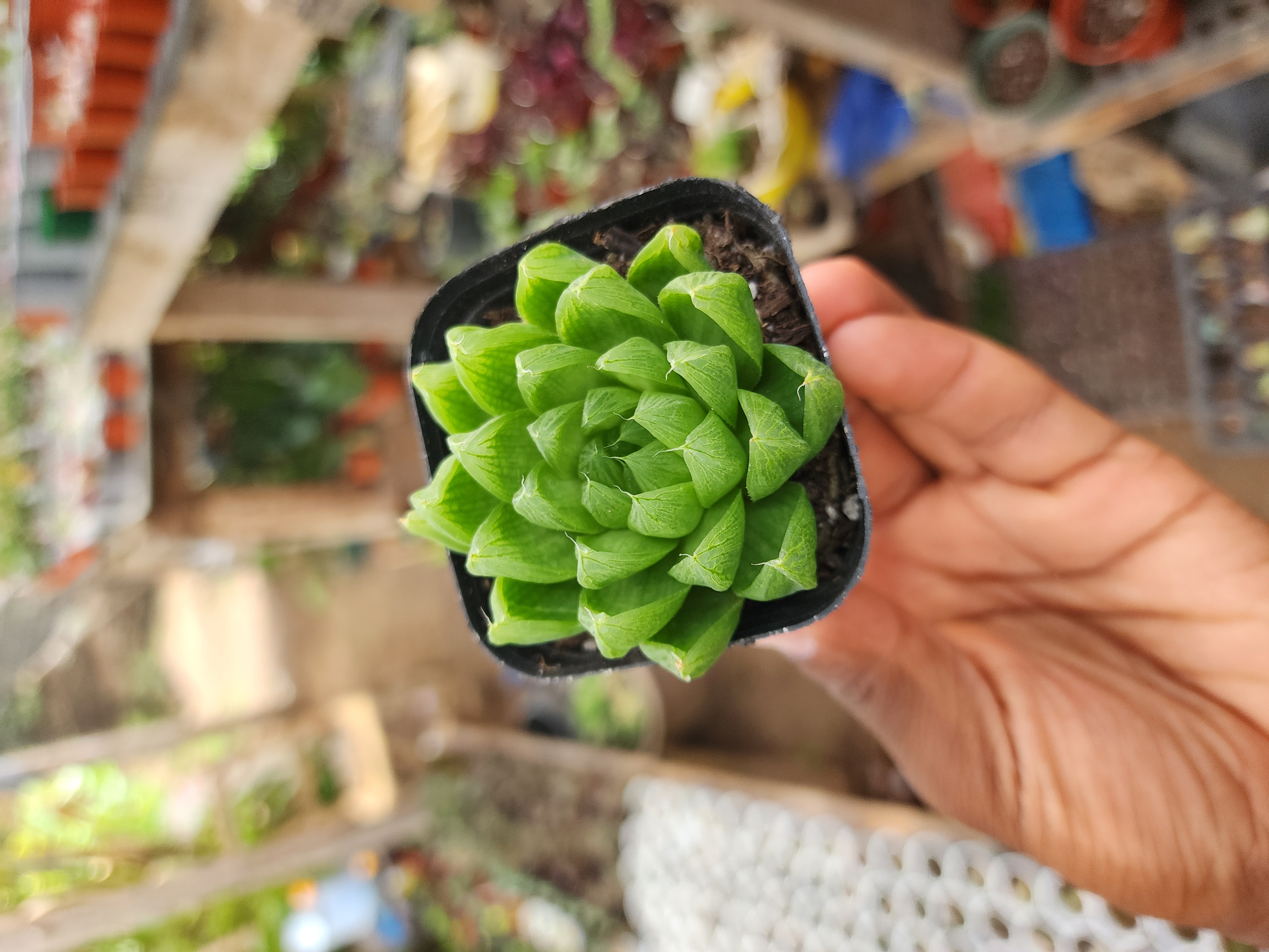 Haworthia Cymbiformis