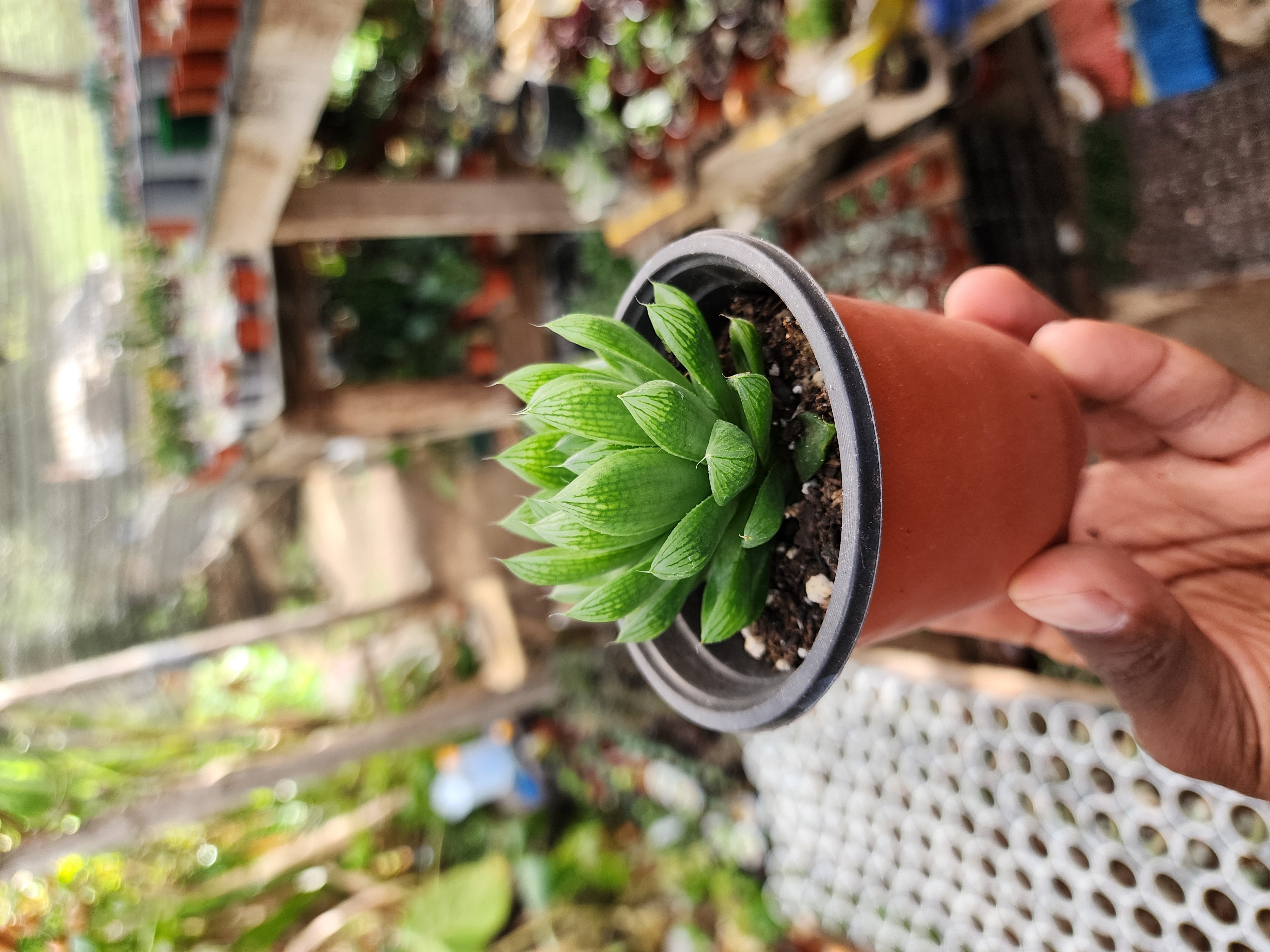 Haworthia Cymbiformis