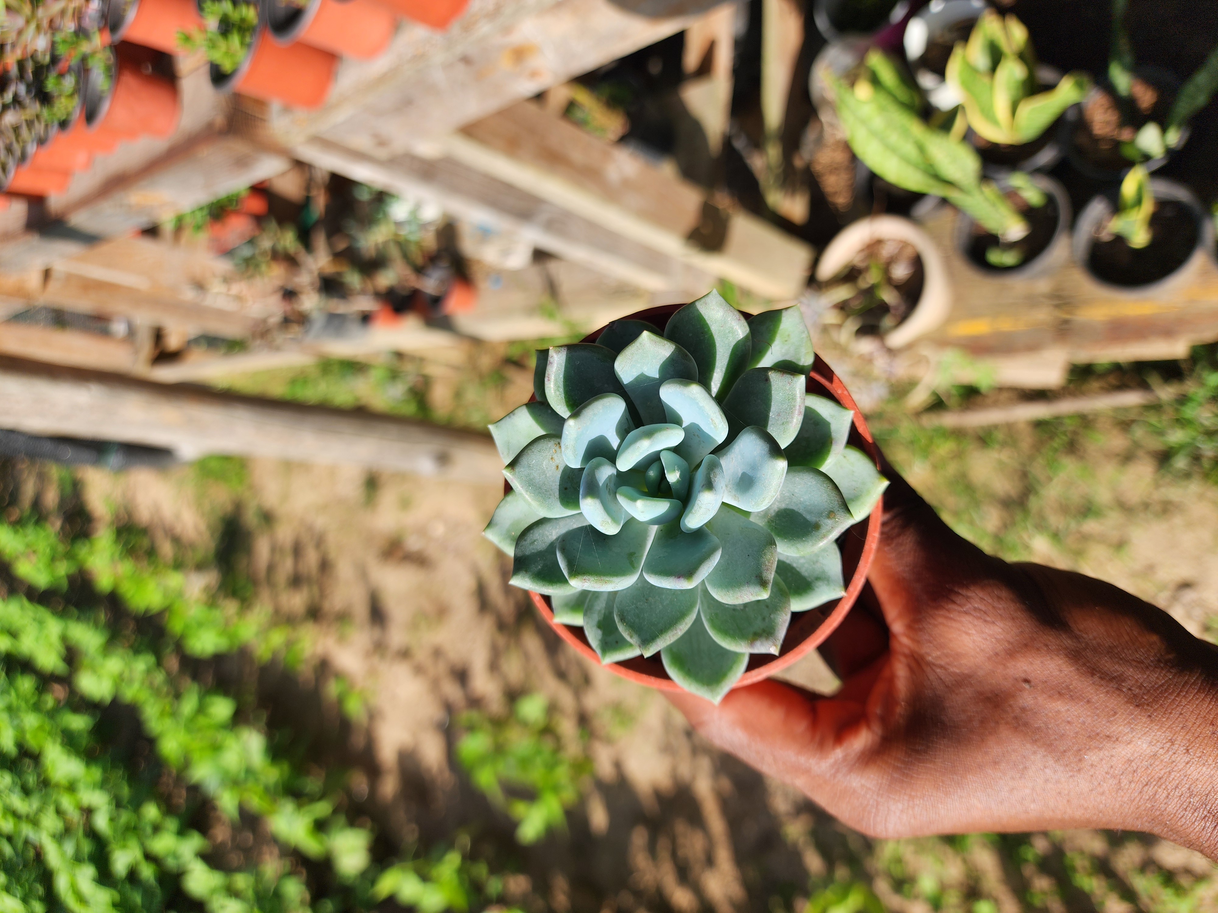 Pachyveria Clavifolia