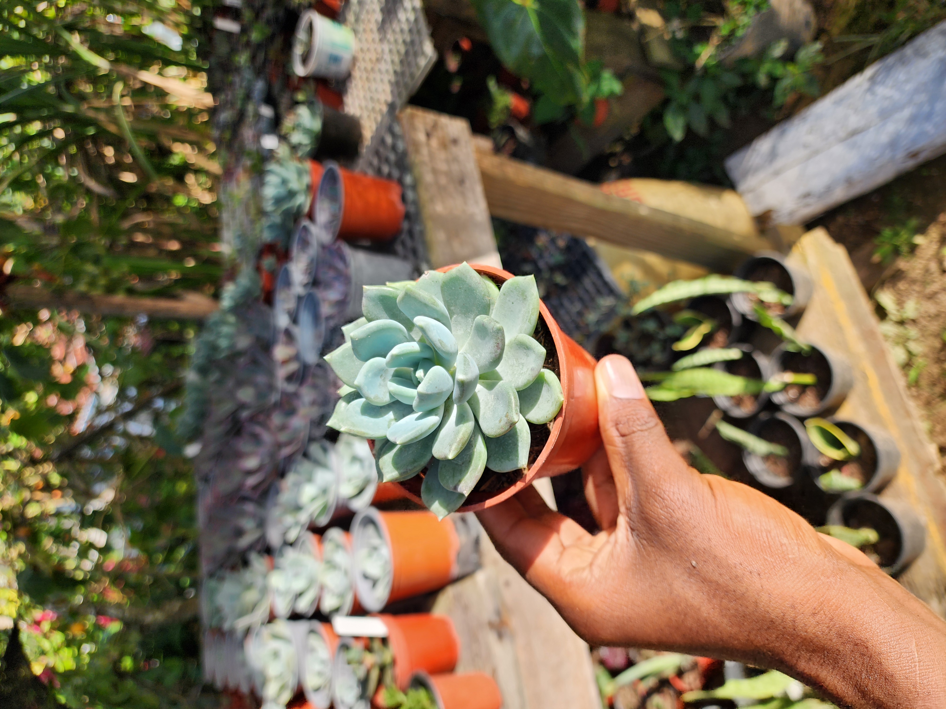 Pachyveria Clavifolia