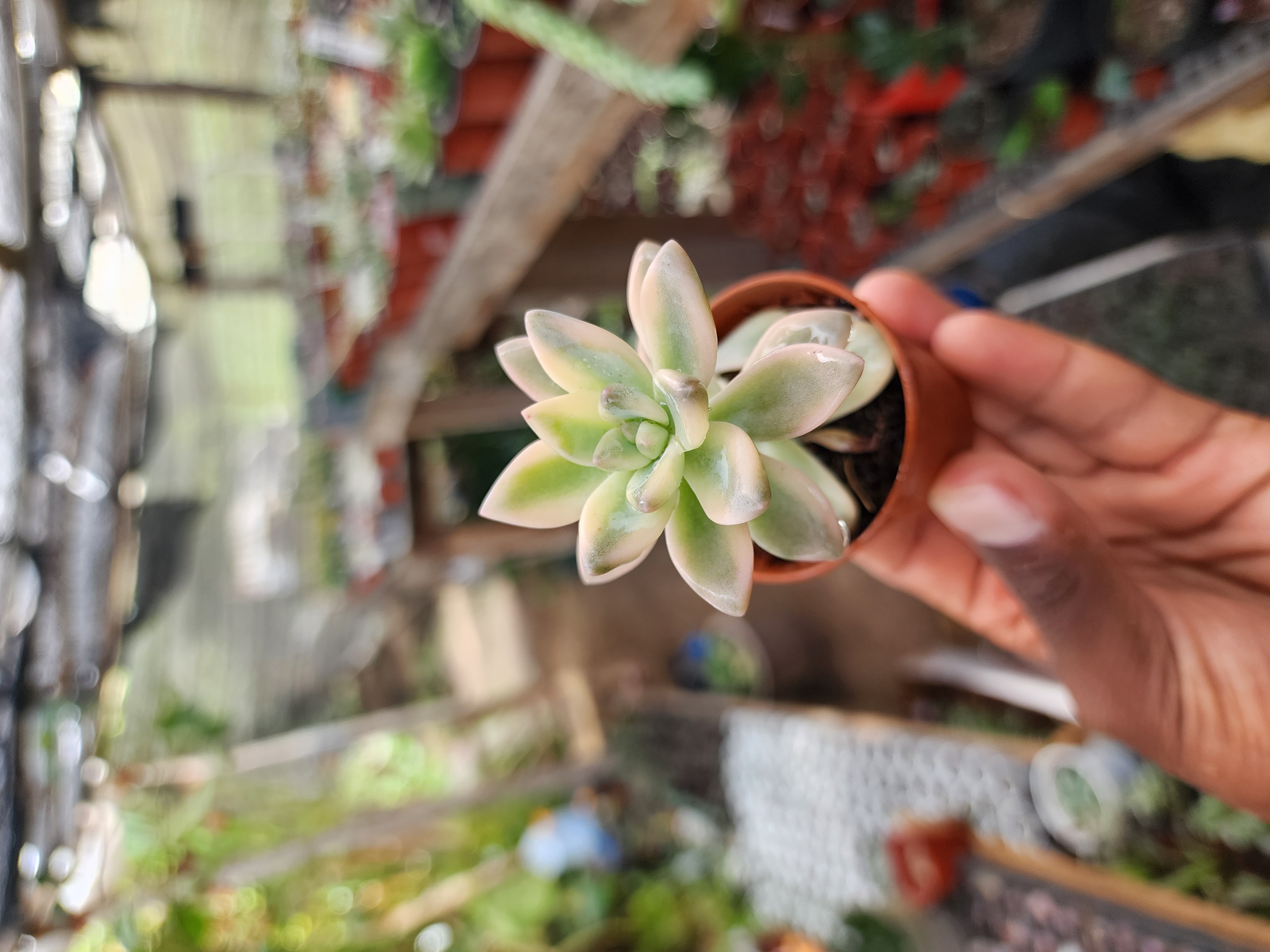Graptosedum Ghosty Variegada