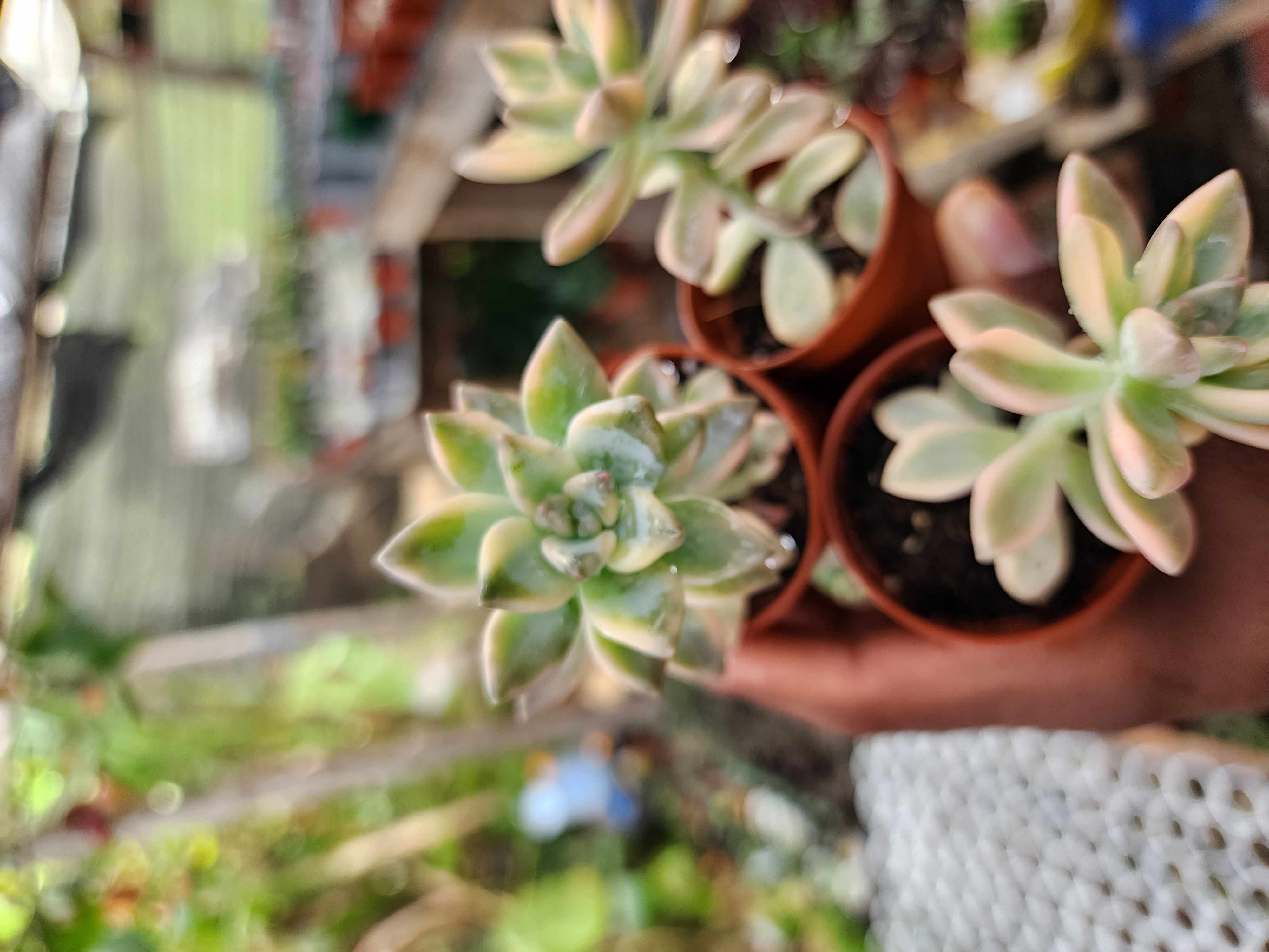 Graptosedum Ghosty Variegada