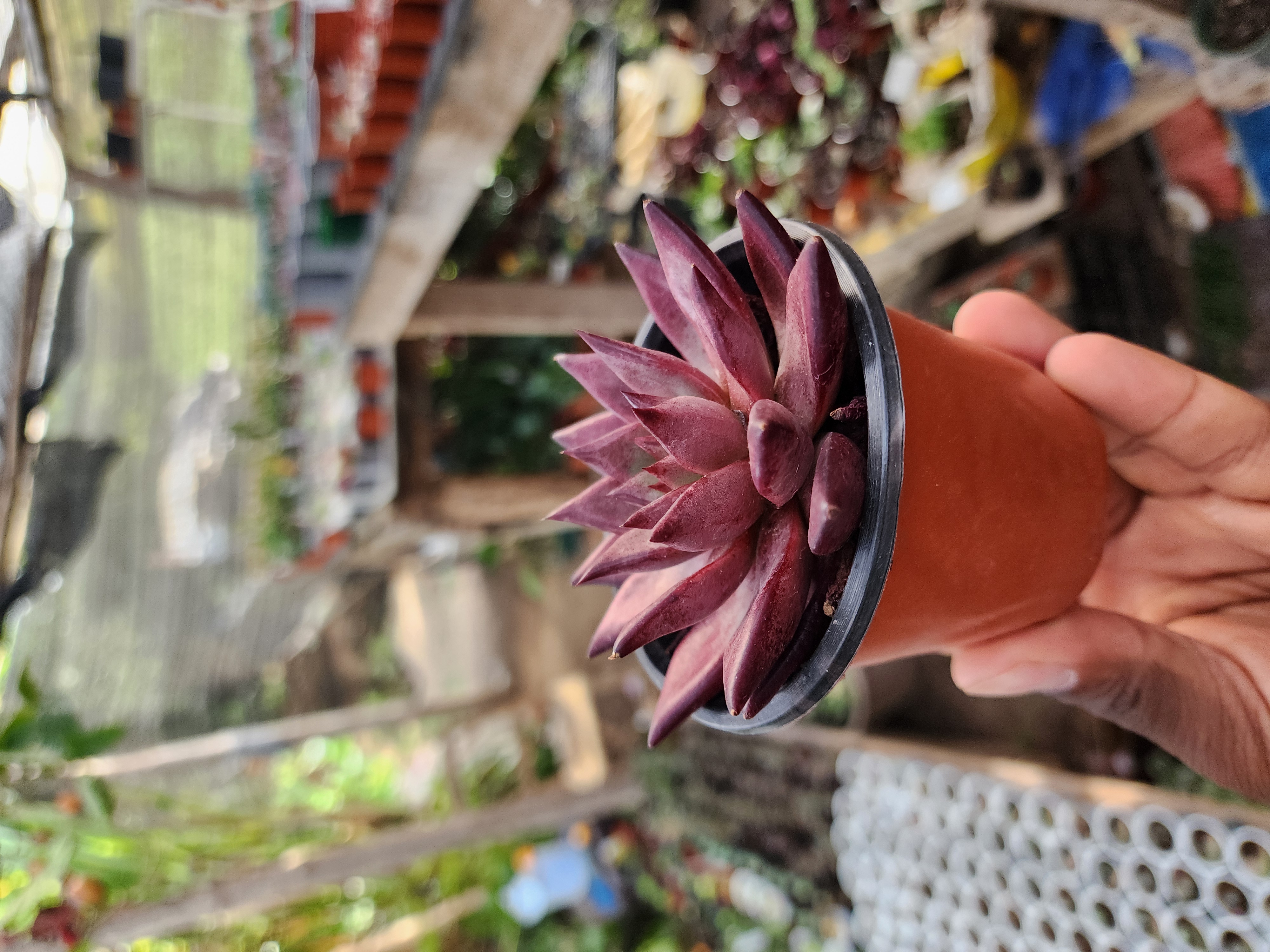 Echeveria Agavoide Romeo Rubi