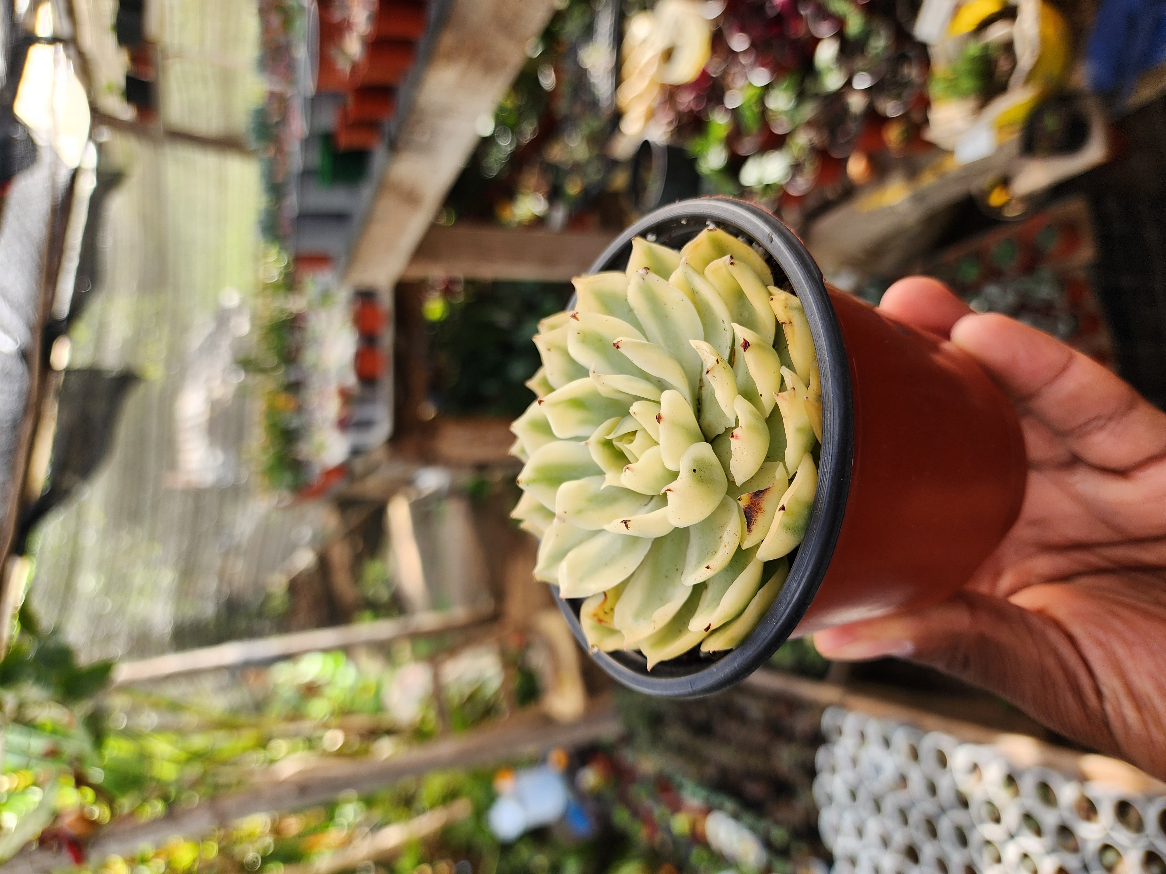 Echeveria Onslow Variegata