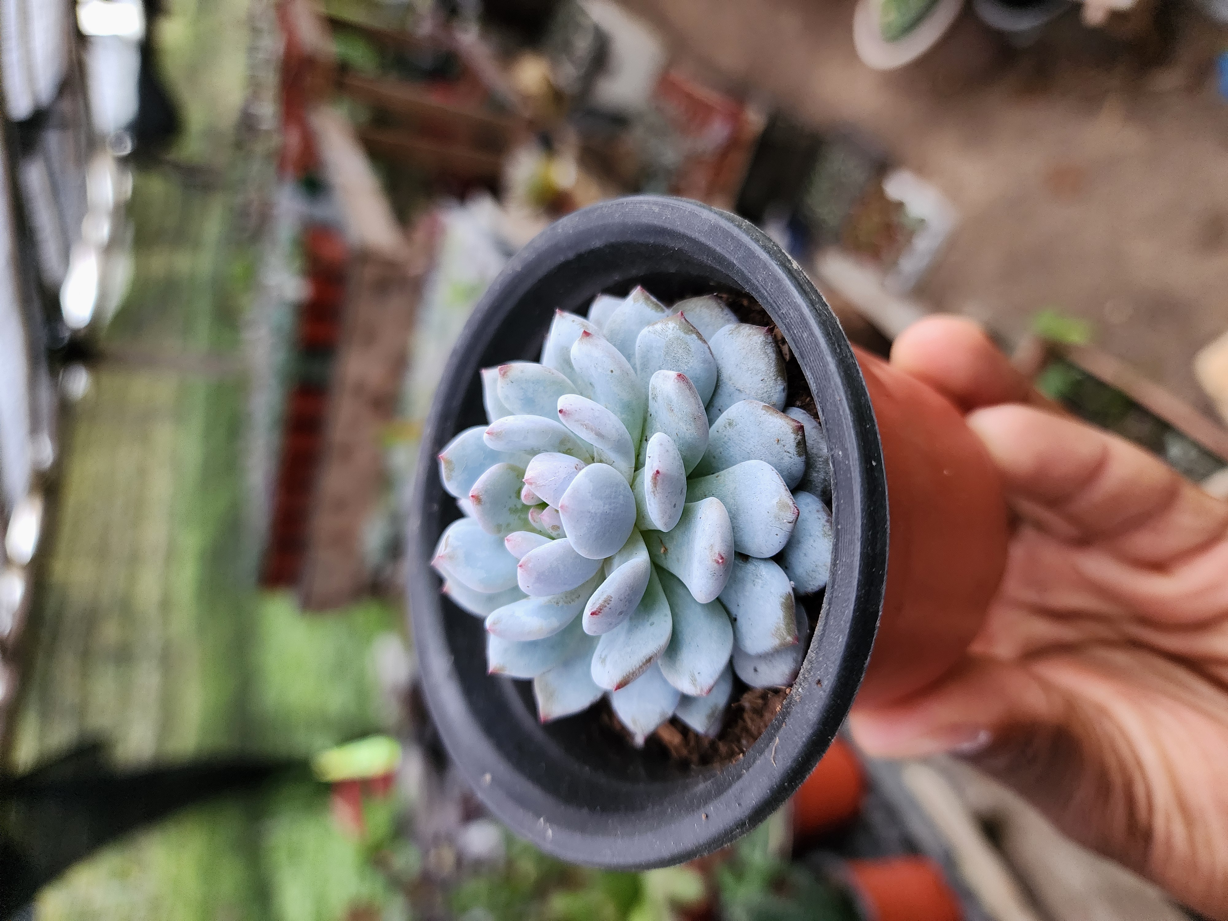 Echeveria N ID 01