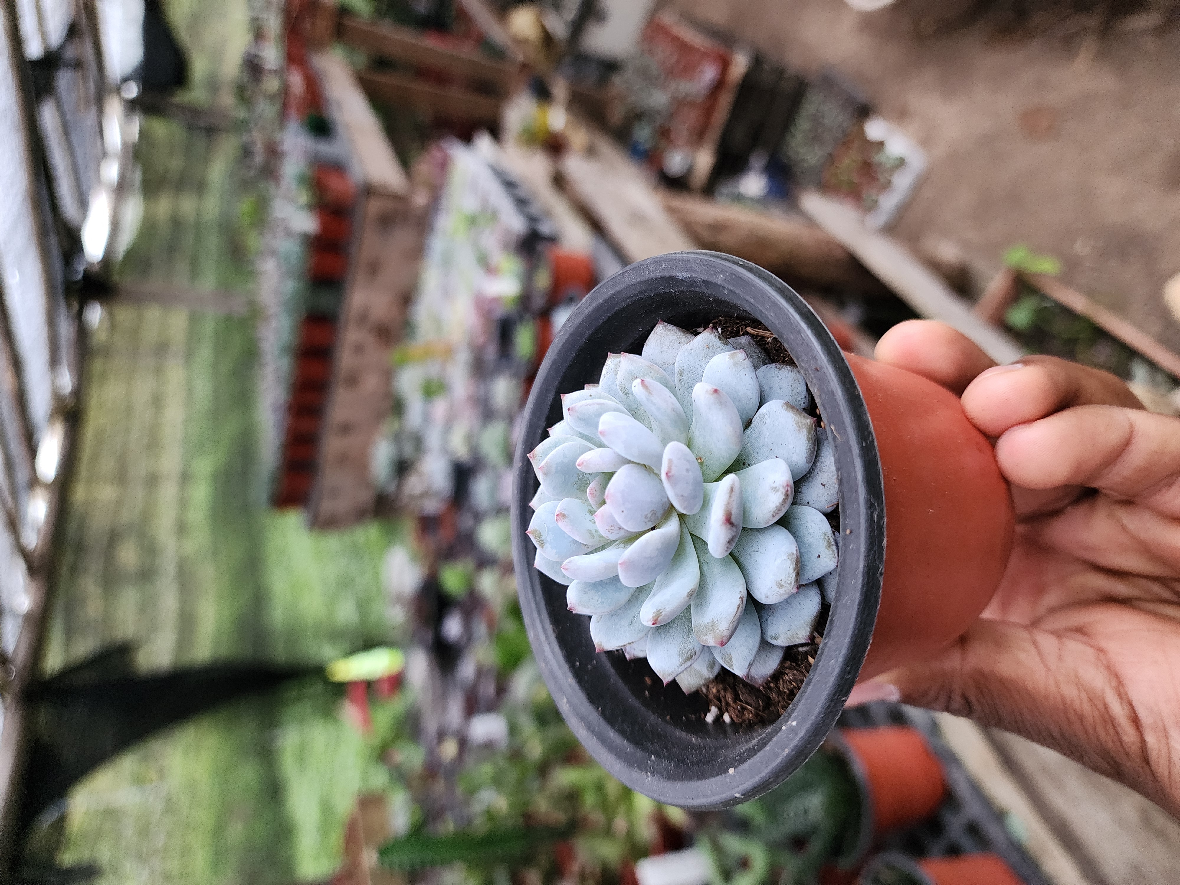 Echeveria N ID 01