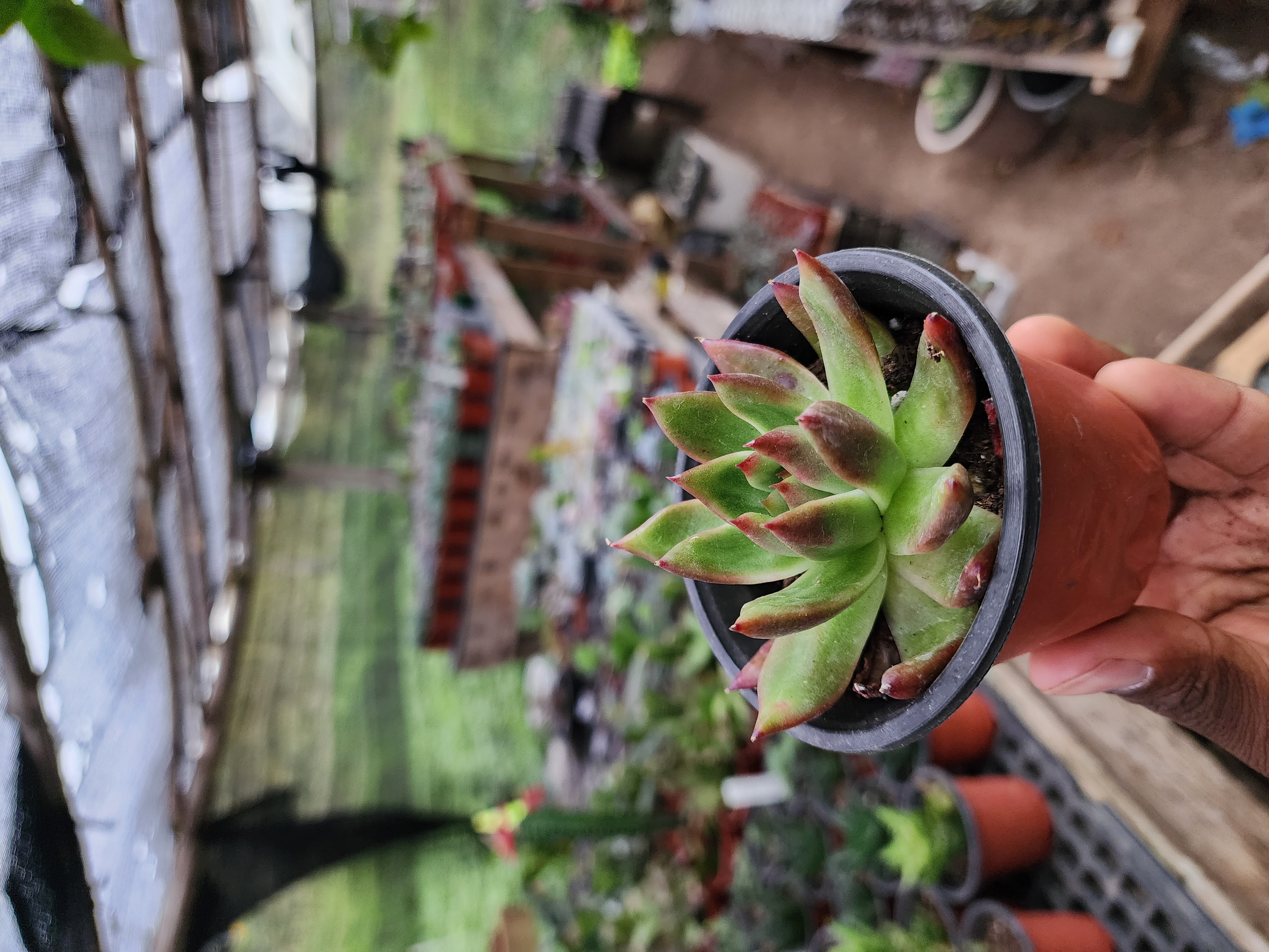 Echeveria Agavoide