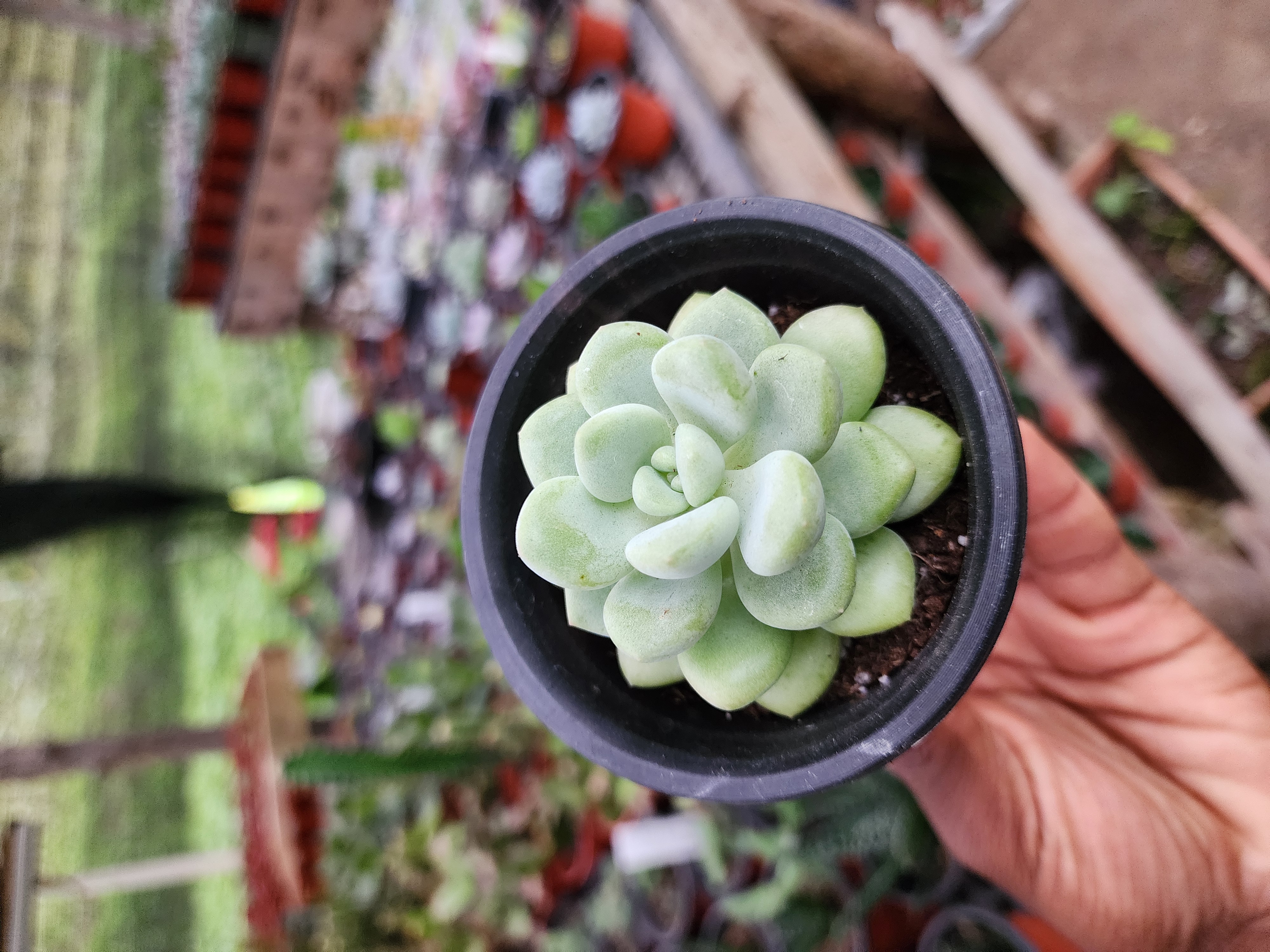 Pachyphytum Bubble Gum