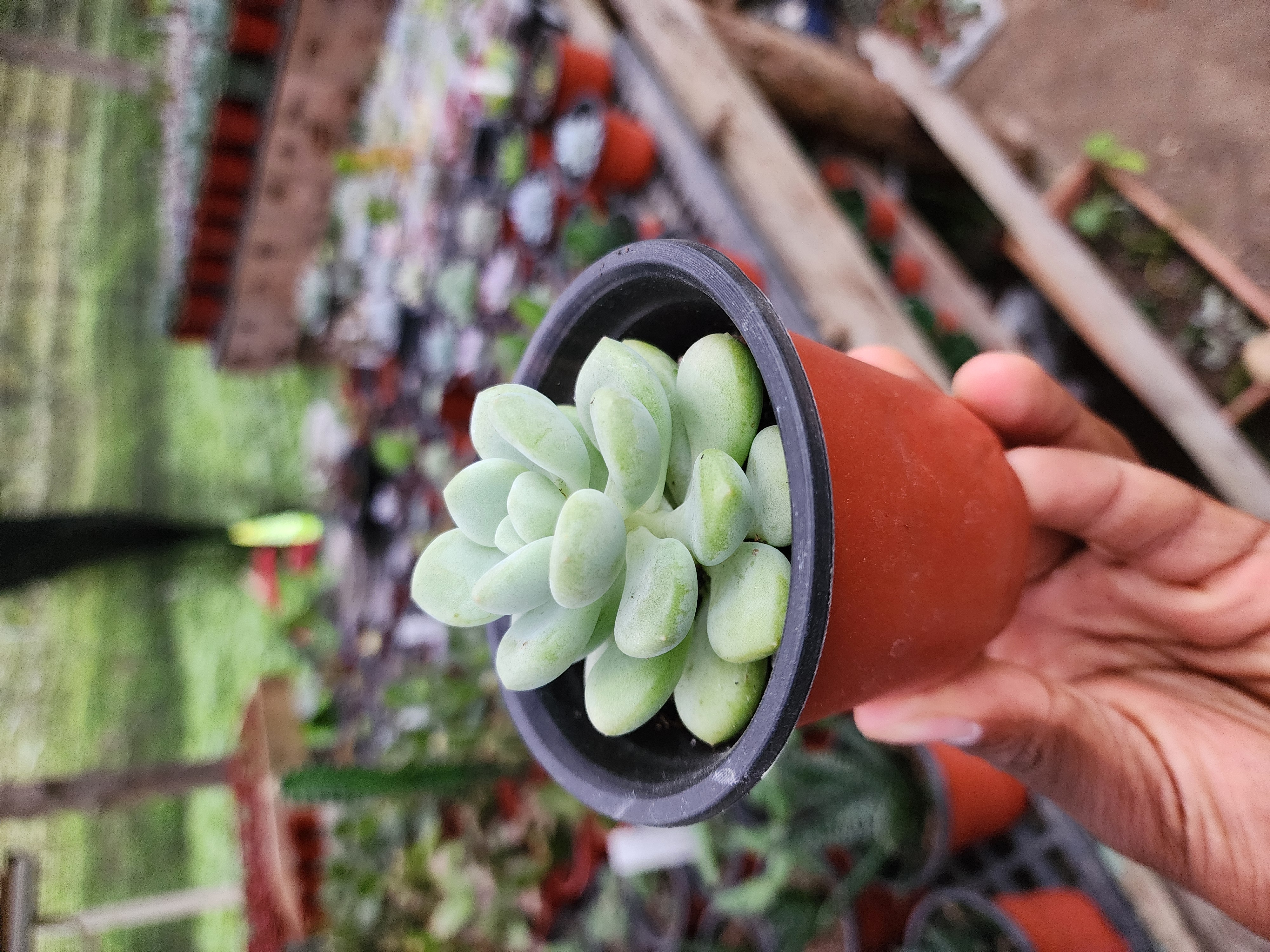 Pachyphytum Bubble Gum
