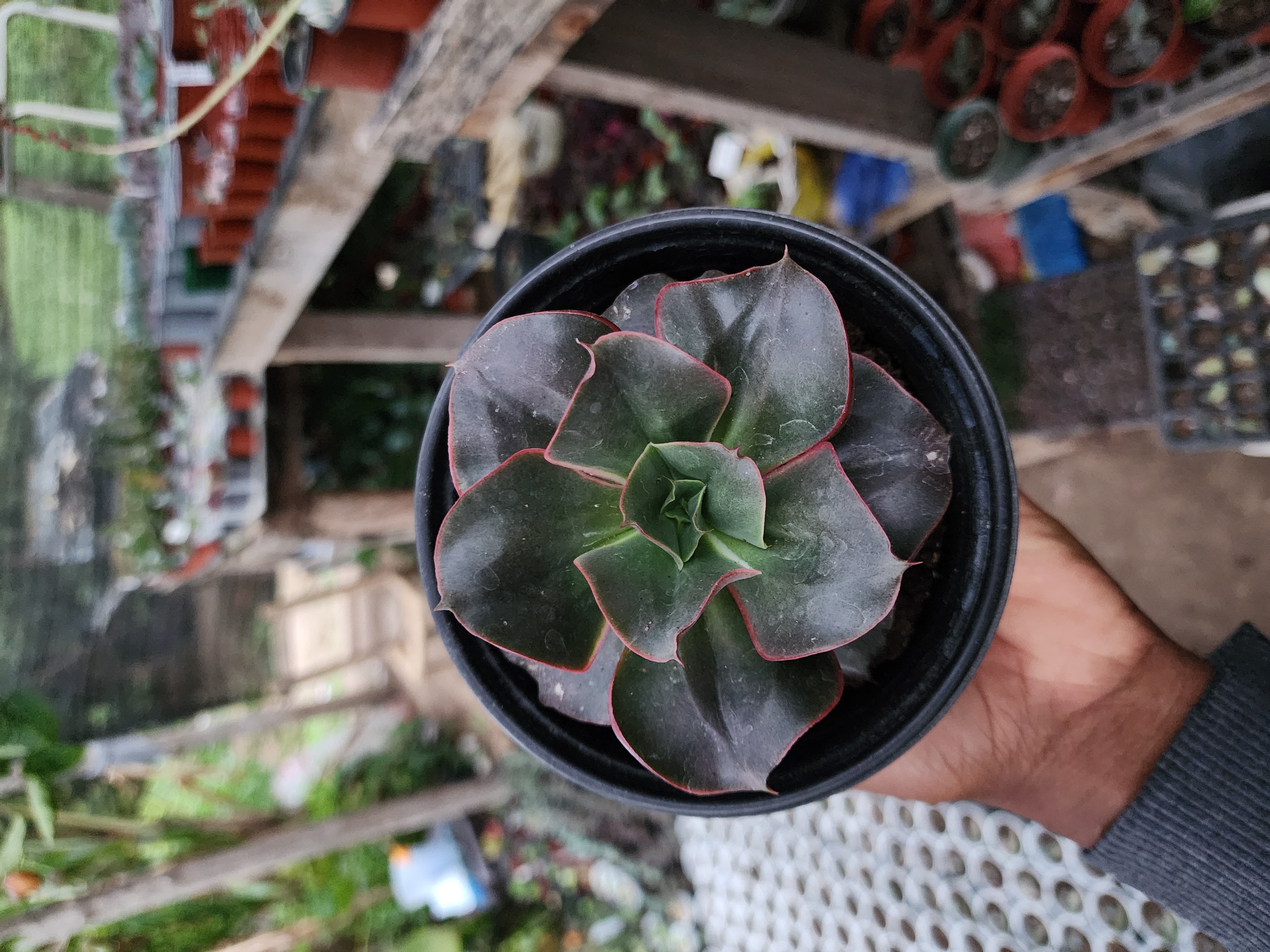 Echeveria Minigosaong Red