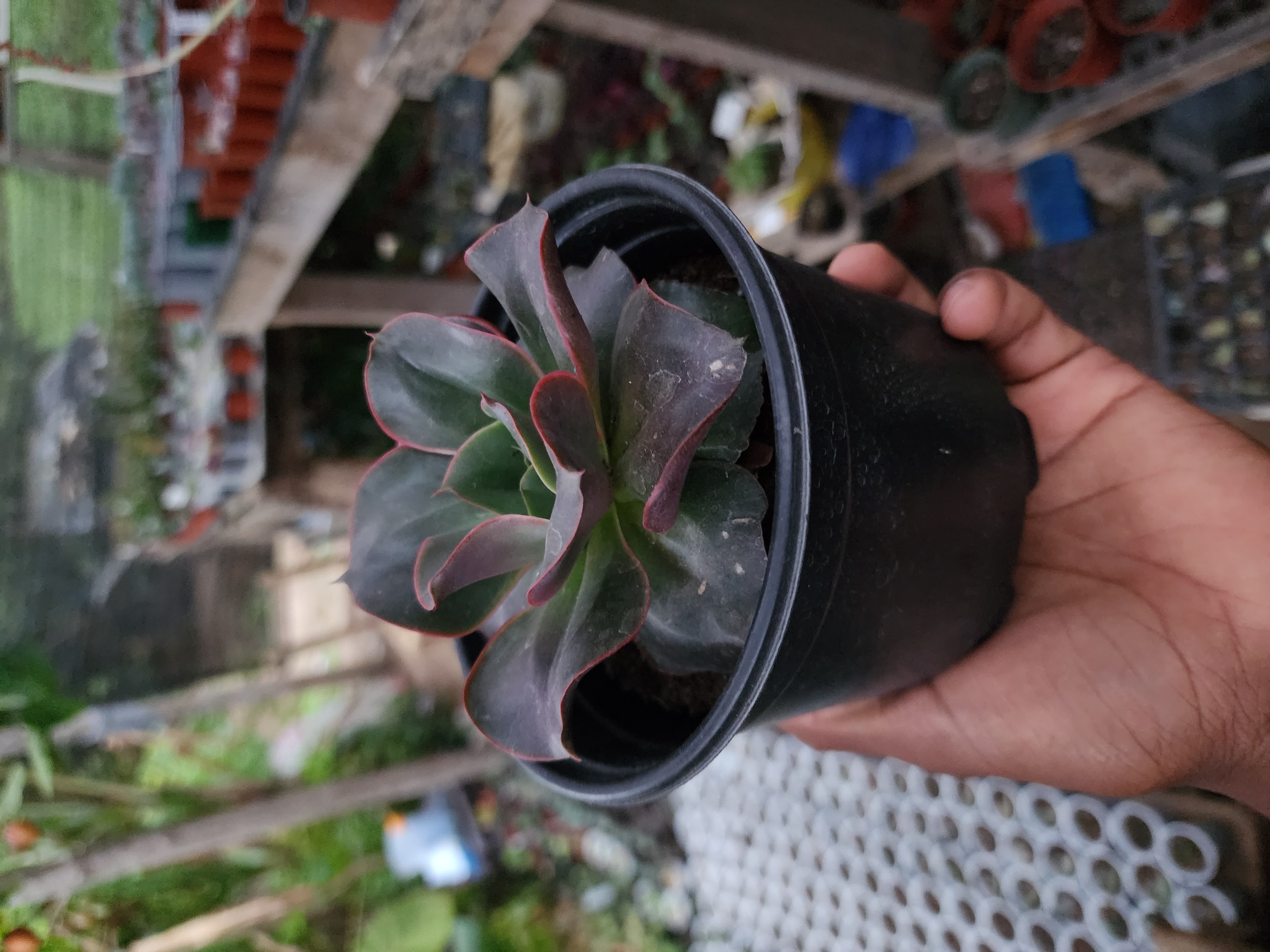 Echeveria Minigosaong Red