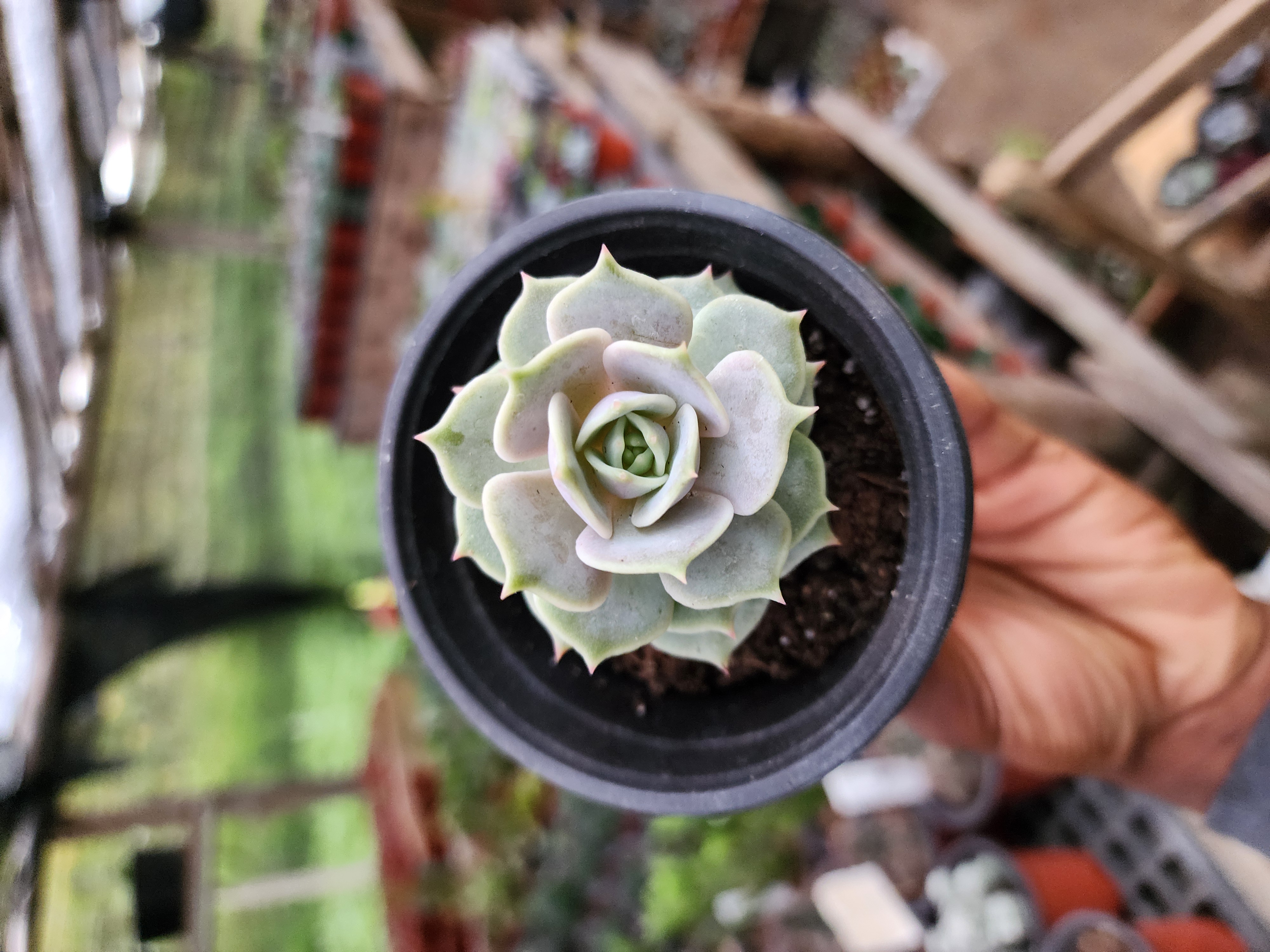 Echeveria lola