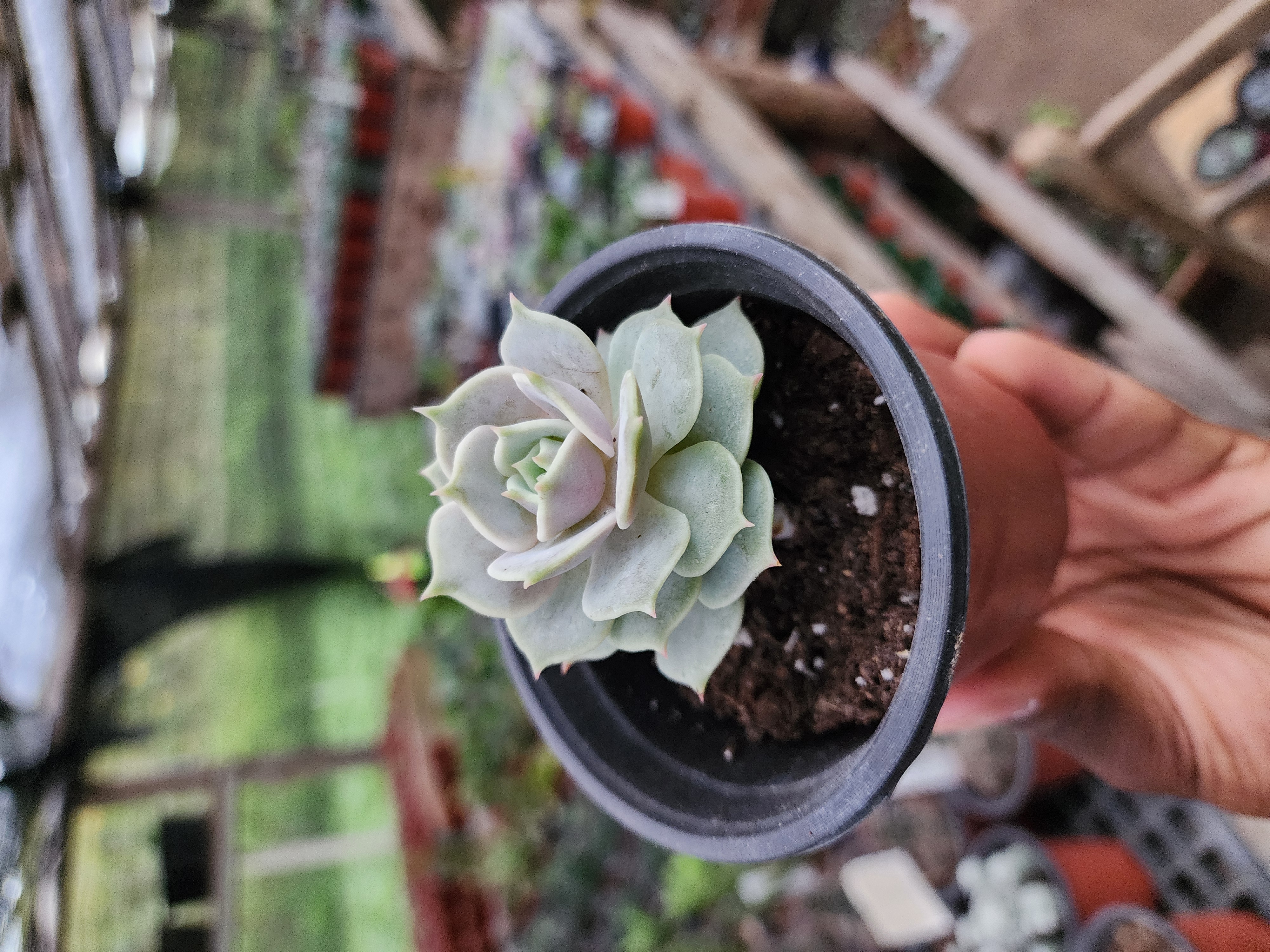 Echeveria lola