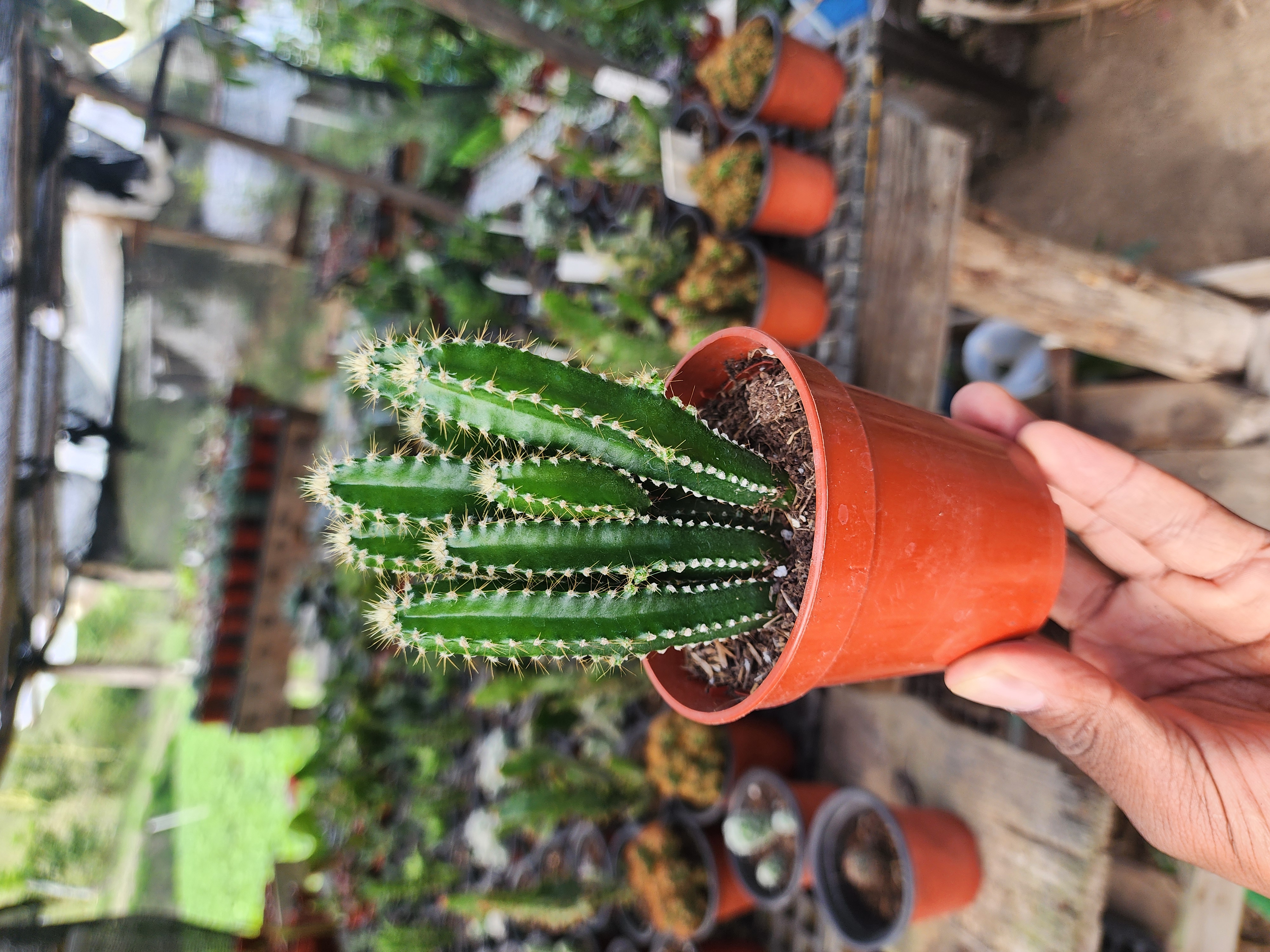 Cactus Castillo